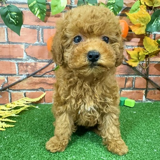 神奈川県のトイプードル(トイ) (犬の家＆猫の里小田原店/2025年9月22日生まれ/男の子/レッド)の子犬の4枚目の画像