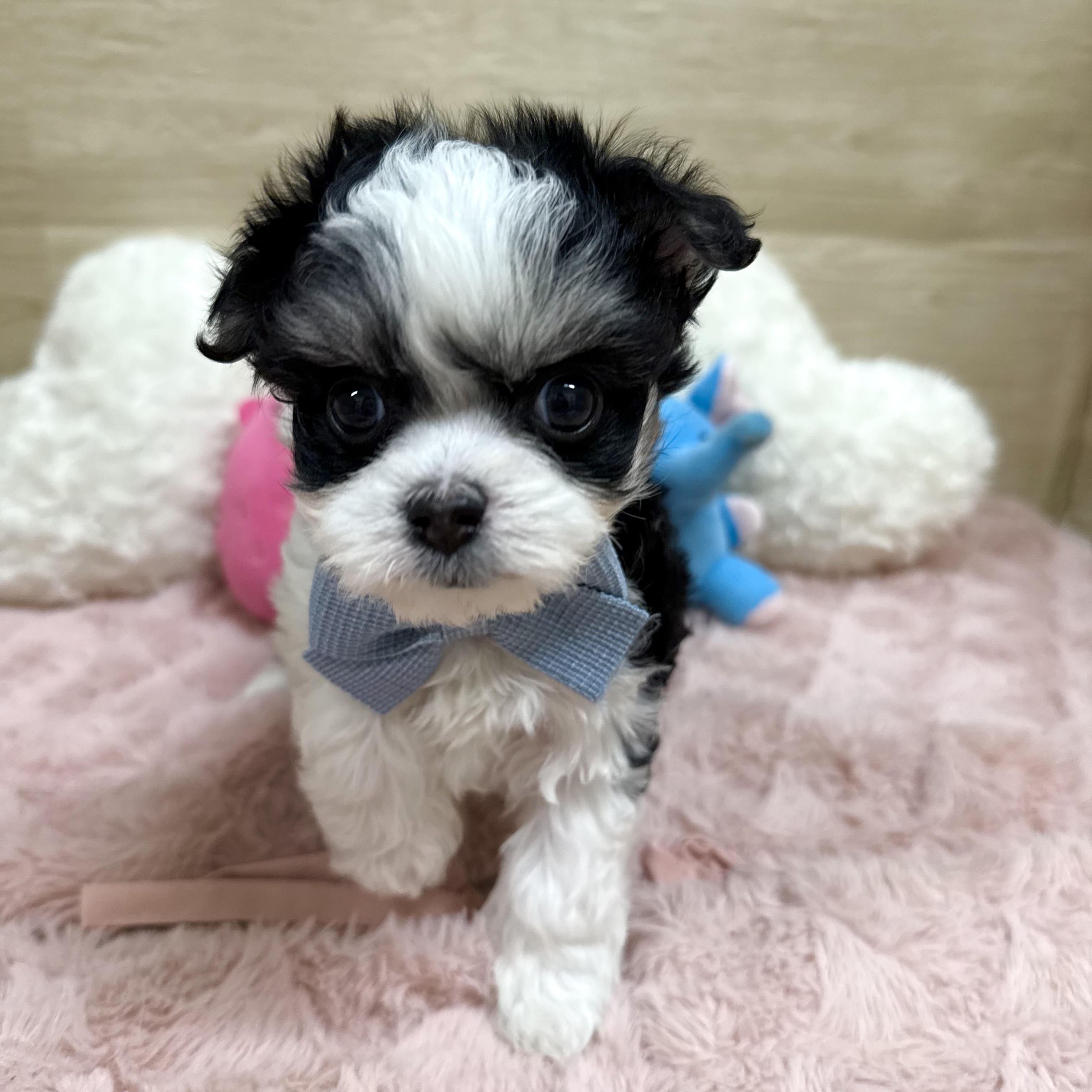 大阪府のチワマル/マルチワ(チワワ×マルチーズ) (犬の家＆猫の里そよら東岸和田店/2025年11月12日生まれ/男の子/ブラックタンホワイト)の子犬の4枚目の画像