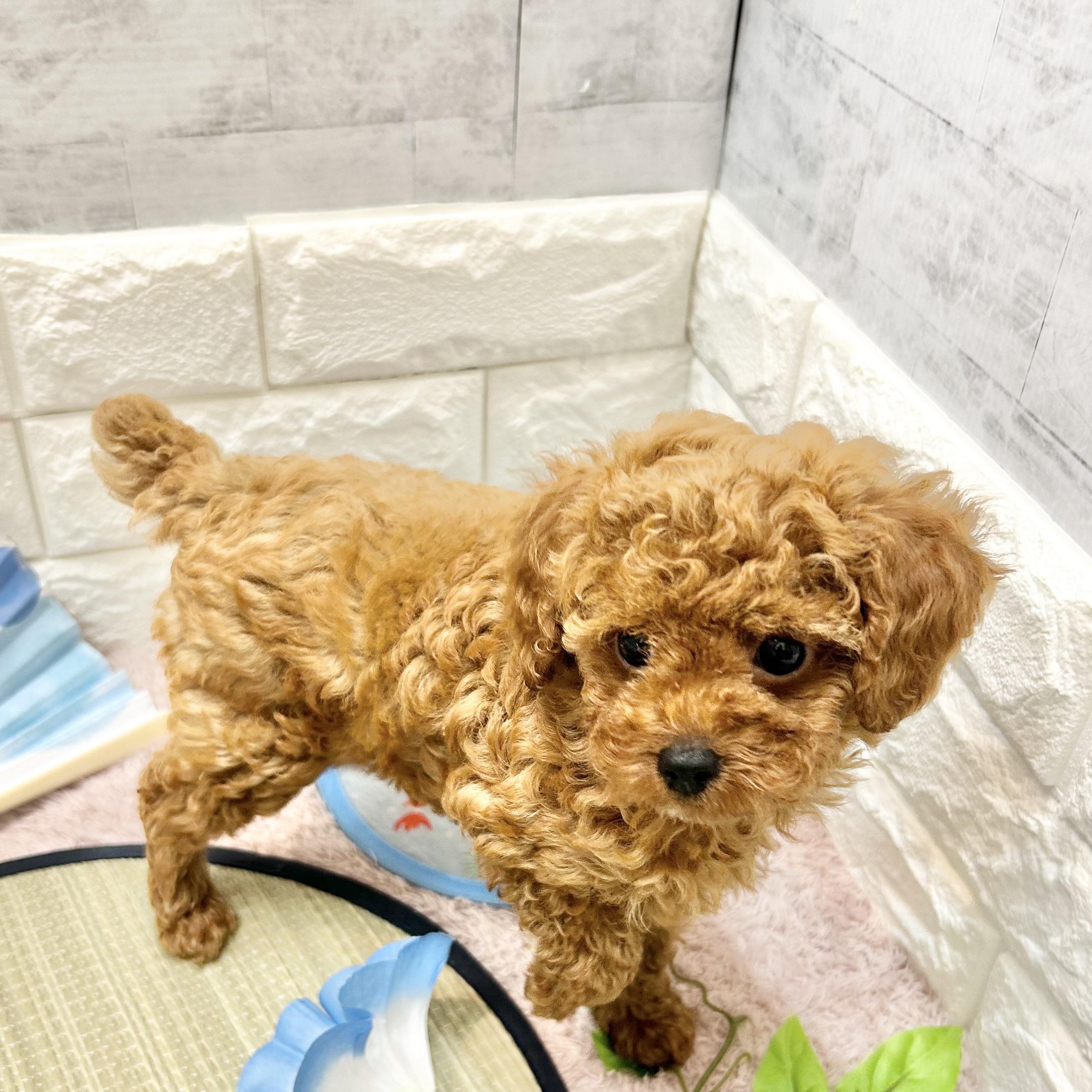 静岡県のトイプードル(トイ) (犬の家＆猫の里プレ葉ウォーク浜北店/2026年5月7日生まれ/女の子/レッド)の子犬の4枚目の画像