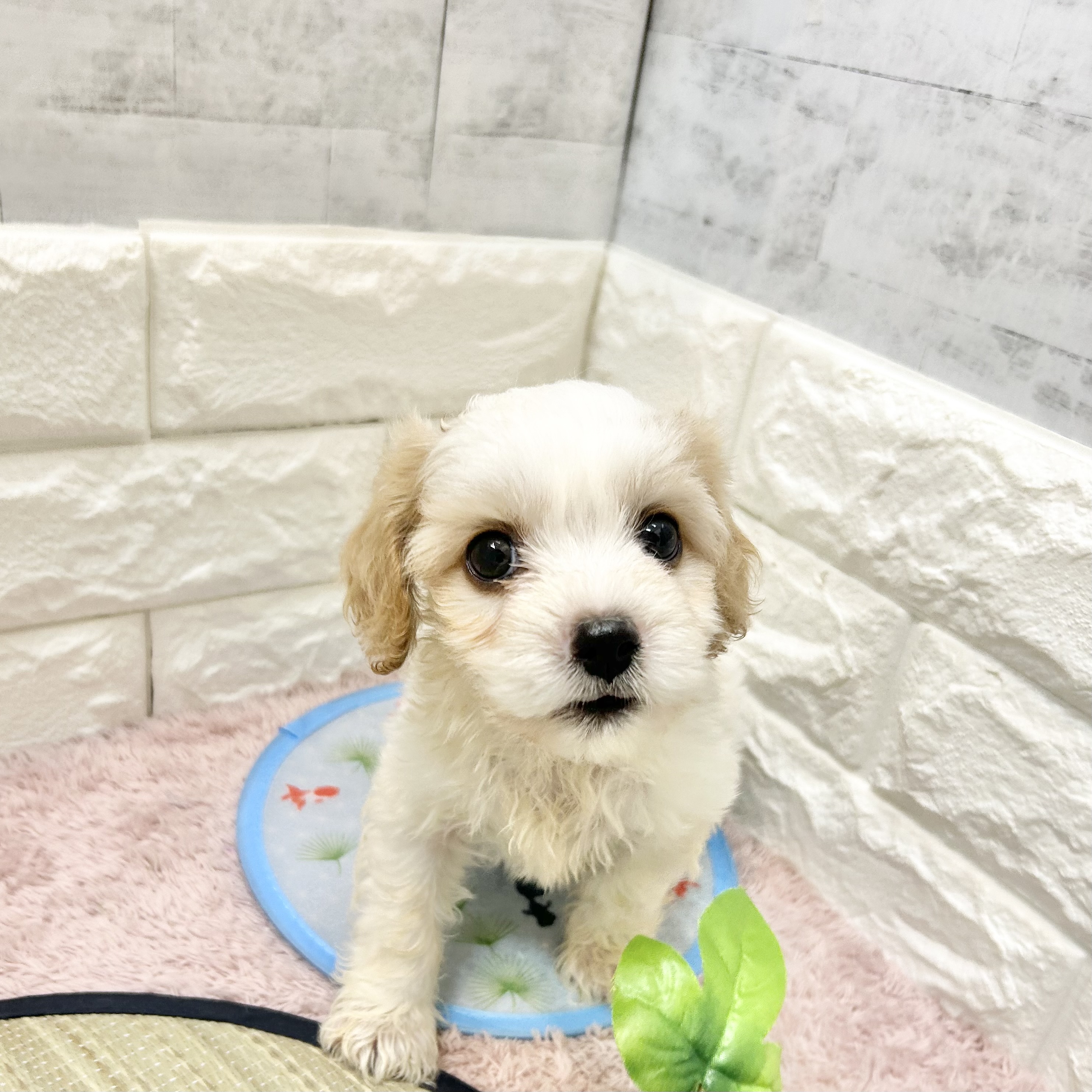 静岡県のハーフ犬・ミックス犬 (犬の家＆猫の里プレ葉ウォーク浜北店/2026年5月19日生まれ/男の子/レッドホワイト)の子犬の1枚目の画像