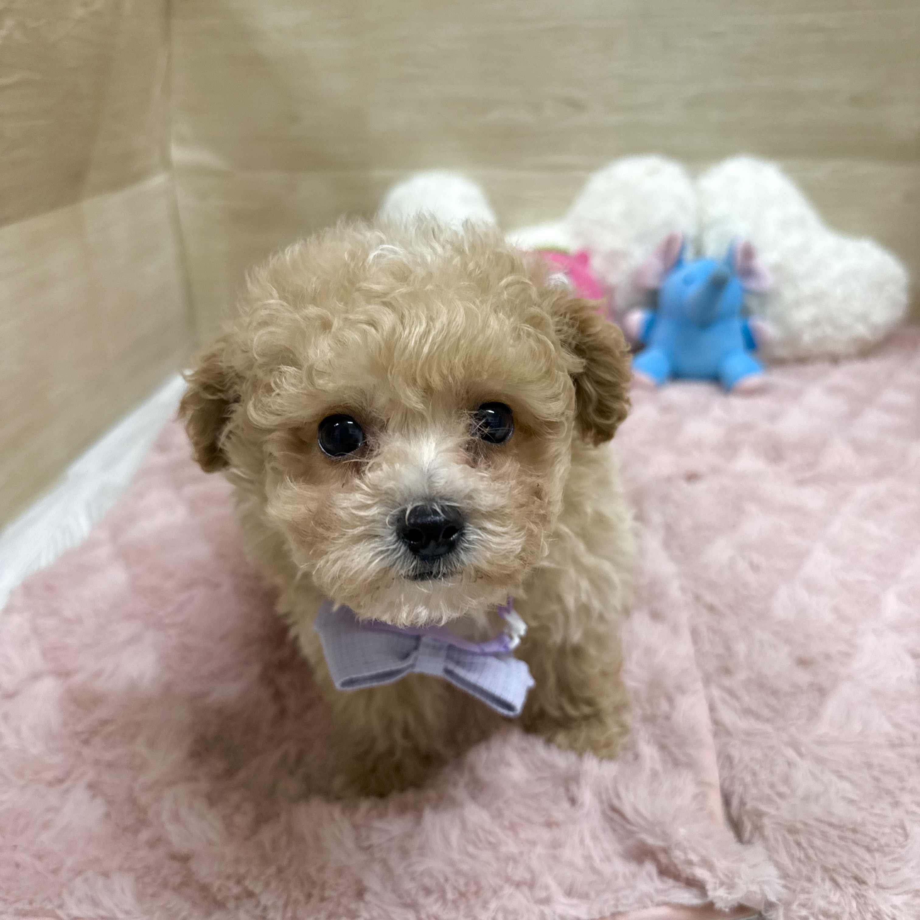 大阪府のビションプー(ビションフリーゼ×プードル) (犬の家＆猫の里そよら東岸和田店/2025年11月12日生まれ/男の子/クリーム)の子犬の4枚目の画像