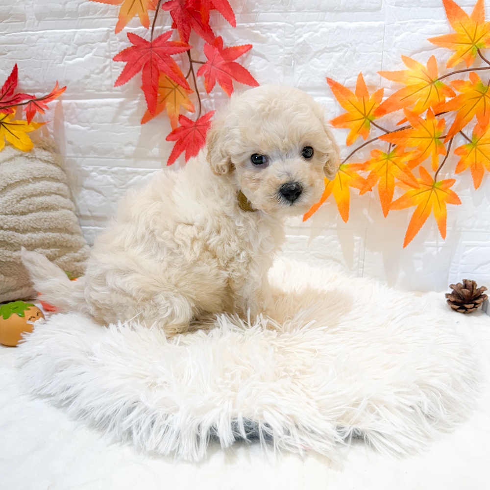 静岡県のビションプー(ビションフリーゼ×プードル) (犬の家＆猫の里富士店/2025年9月14日生まれ/男の子/クリーム)の子犬の4枚目の画像