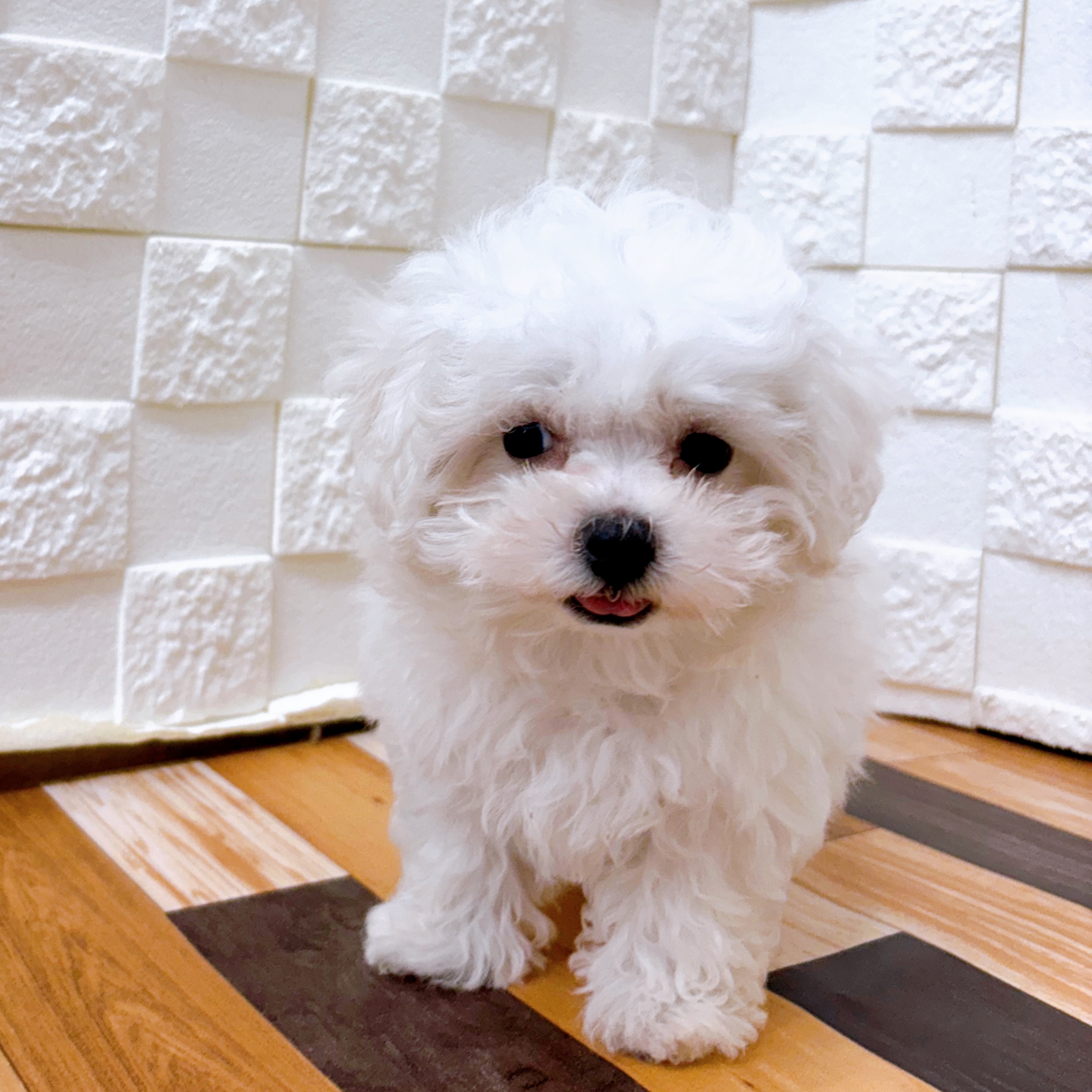 兵庫県のハーフ犬・ミックス犬 (犬の家＆猫の里尼崎店/2025年5月24日生まれ/男の子/ホワイト)の子犬の4枚目の画像