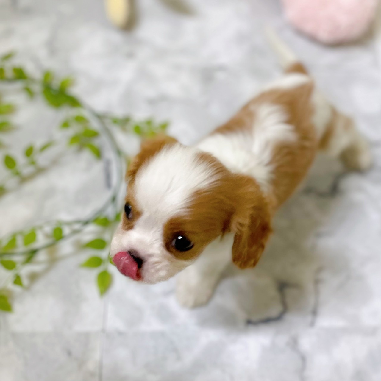 愛知県のキャバリアキングチャールズスパニエル (犬の家＆猫の里岡崎店/2025年12月28日生まれ/男の子/ブレンハイム)の子犬の4枚目の画像