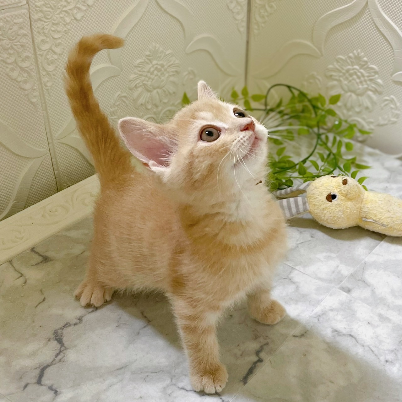 愛知県のマンチカン (犬の家＆猫の里岡崎店/2025年12月25日生まれ/男の子/クリームタビー)の子猫の4枚目の画像