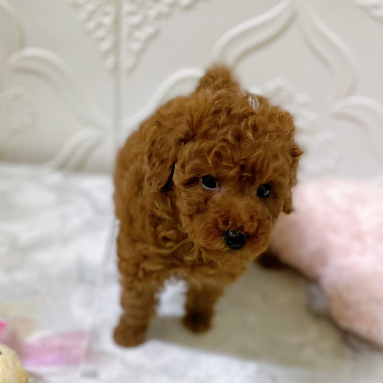 愛知県のトイプードル(トイ) (犬の家＆猫の里岡崎店/2025年12月25日生まれ/男の子/レッドフォーン)の子犬の4枚目の画像