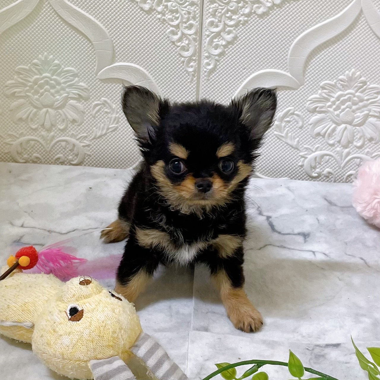 愛知県のチワワ(ロング) (犬の家＆猫の里岡崎店/2025年12月28日生まれ/男の子/ブラックタン)の子犬の4枚目の画像