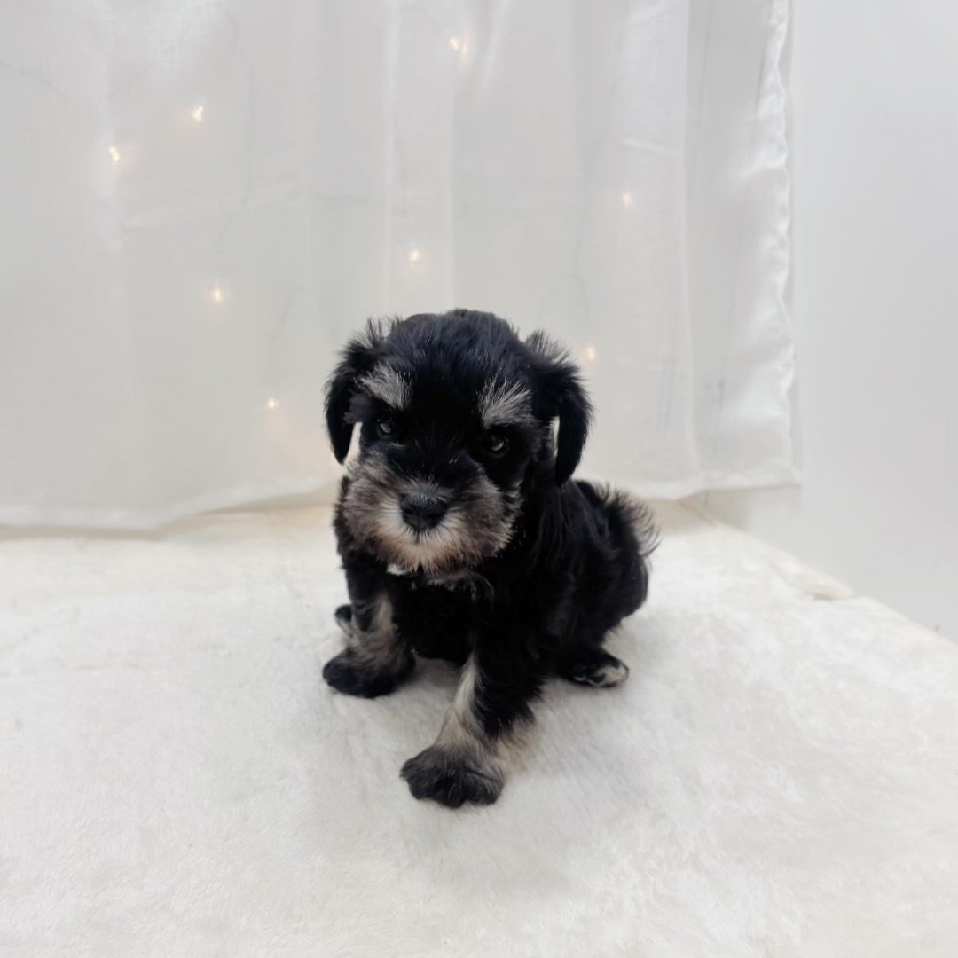 千葉県のミニチュアシュナウザー (犬の家＆猫の里BIGHOPガーデンモール印西店/2025年8月11日生まれ/男の子/ブラックシルバー)の子犬の4枚目の画像