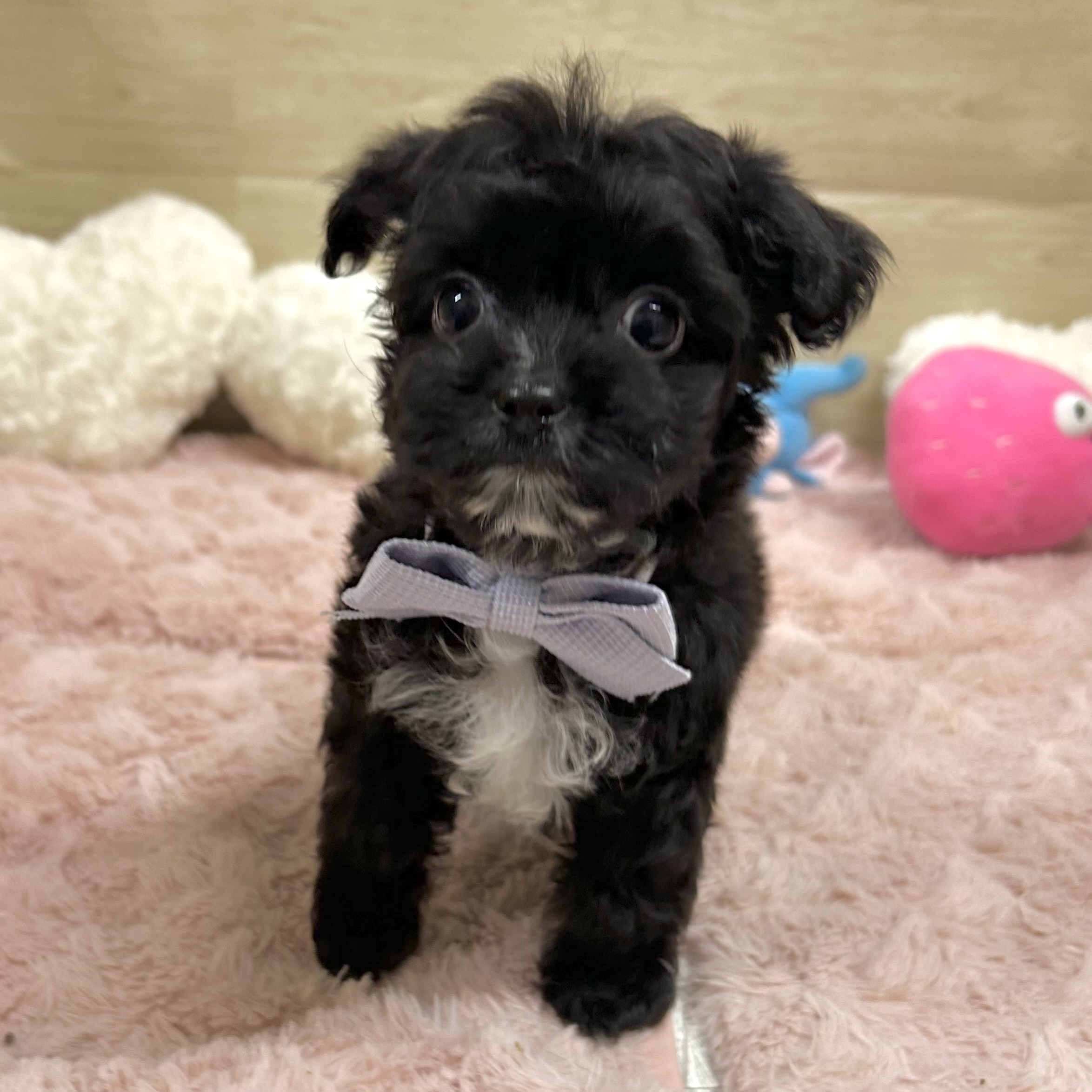 大阪府のチワプー/プーチー(チワワ×プードル) (犬の家＆猫の里そよら東岸和田店/2025年10月30日生まれ/男の子/ブラックホワイト)の子犬の4枚目の画像