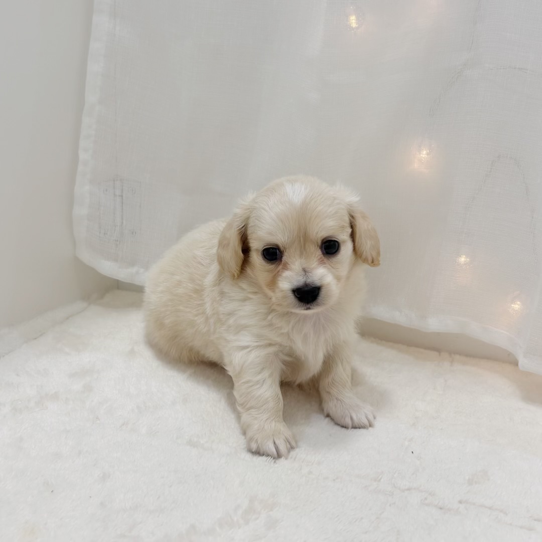 千葉県のチワックス(チワワ×ダックス) (犬の家＆猫の里BIGHOPガーデンモール印西店/2025年8月12日生まれ/男の子/クリームホワイト)の子犬の4枚目の画像