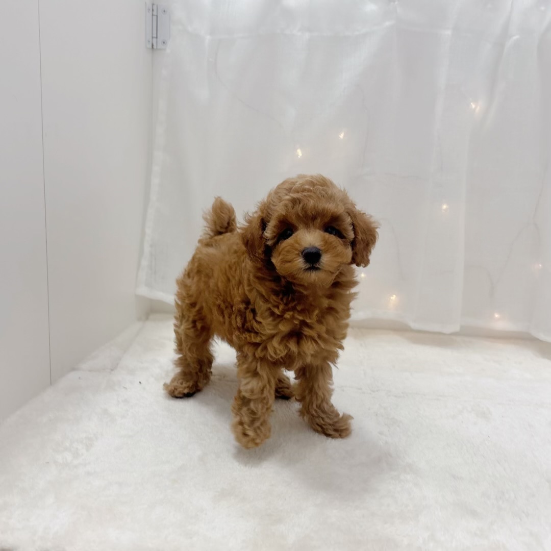 千葉県のトイプードル(トイ) (犬の家＆猫の里BIGHOPガーデンモール印西店/2025年8月12日生まれ/女の子/オレンジフォーン)の子犬の4枚目の画像