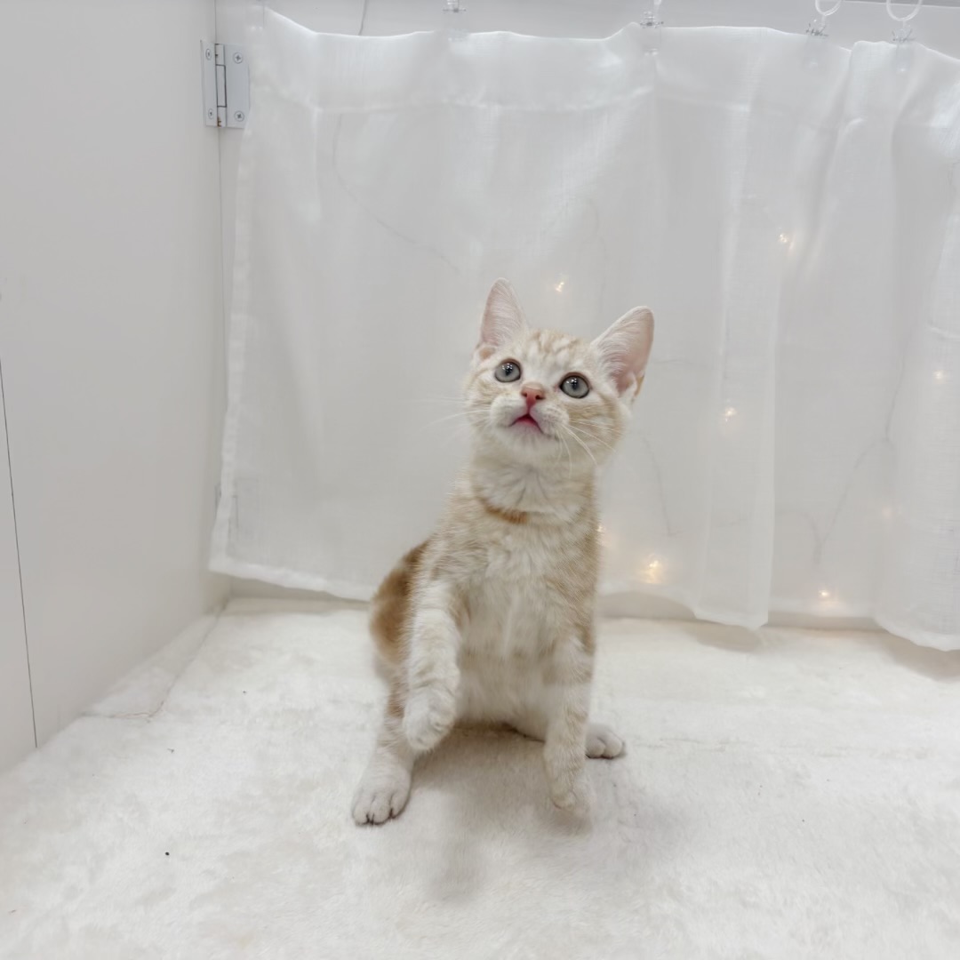 千葉県のアメリカンショートヘアー (犬の家＆猫の里BIGHOPガーデンモール印西店/2025年8月8日生まれ/男の子/カメオタビー)の子猫の4枚目の画像