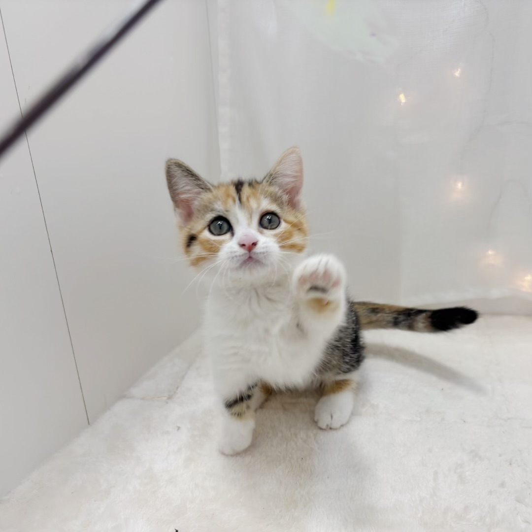 千葉県のマンチカン (犬の家＆猫の里BIGHOPガーデンモール印西店/2025年8月11日生まれ/女の子/ブラウンパッチドタビーホワイト)の子猫の4枚目の画像