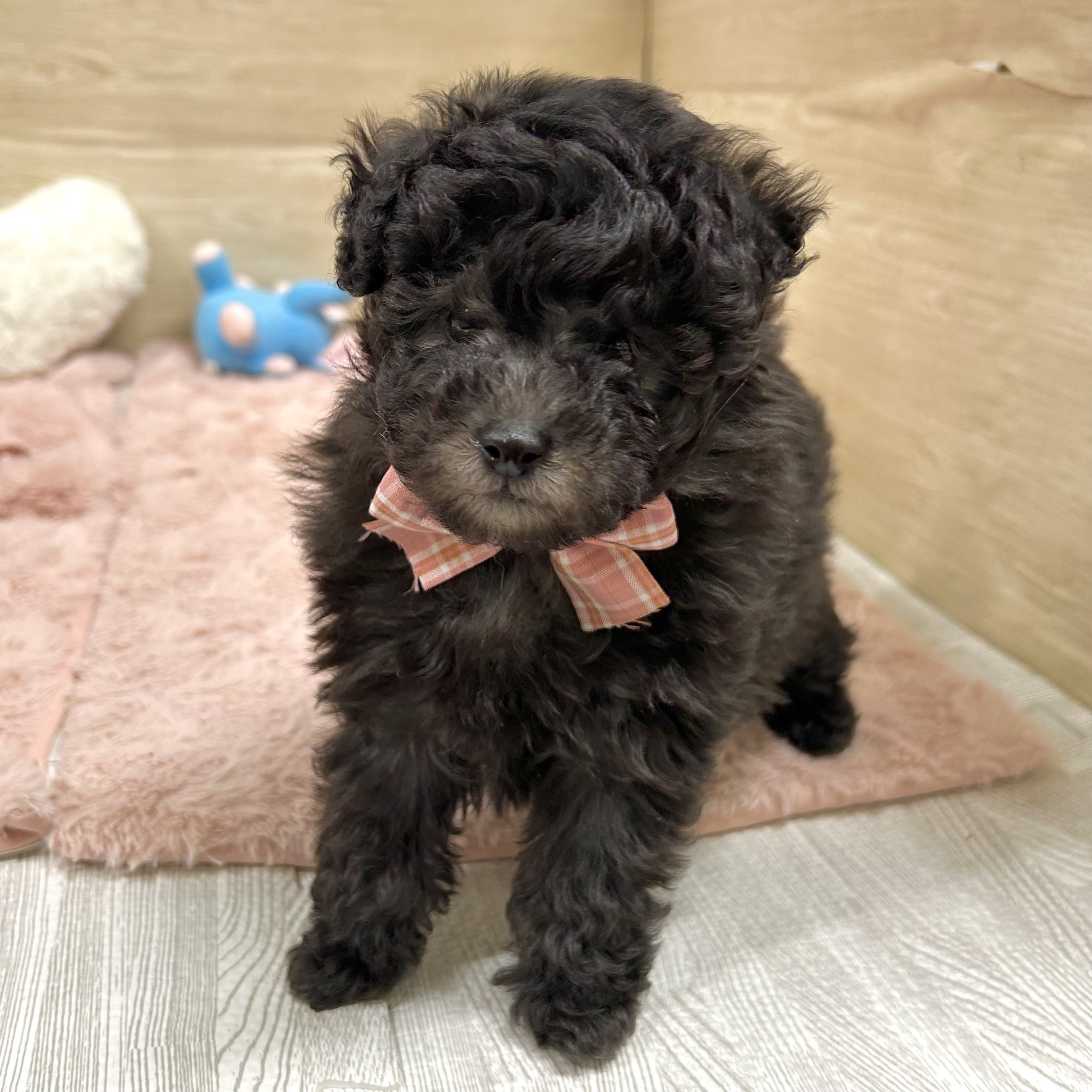 大阪府のトイプードル(トイ) (犬の家＆猫の里そよら東岸和田店/2025年11月1日生まれ/男の子/グレー)の子犬の4枚目の画像