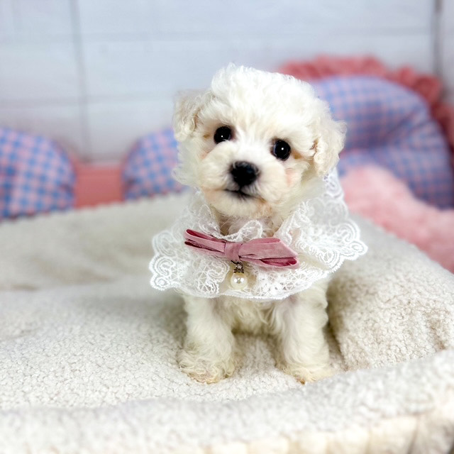 神奈川県のビションフリーゼ (犬の家＆猫の里元住吉ブレーメン通り店/2025年5月27日生まれ/女の子/ホワイト)の子犬の4枚目の画像