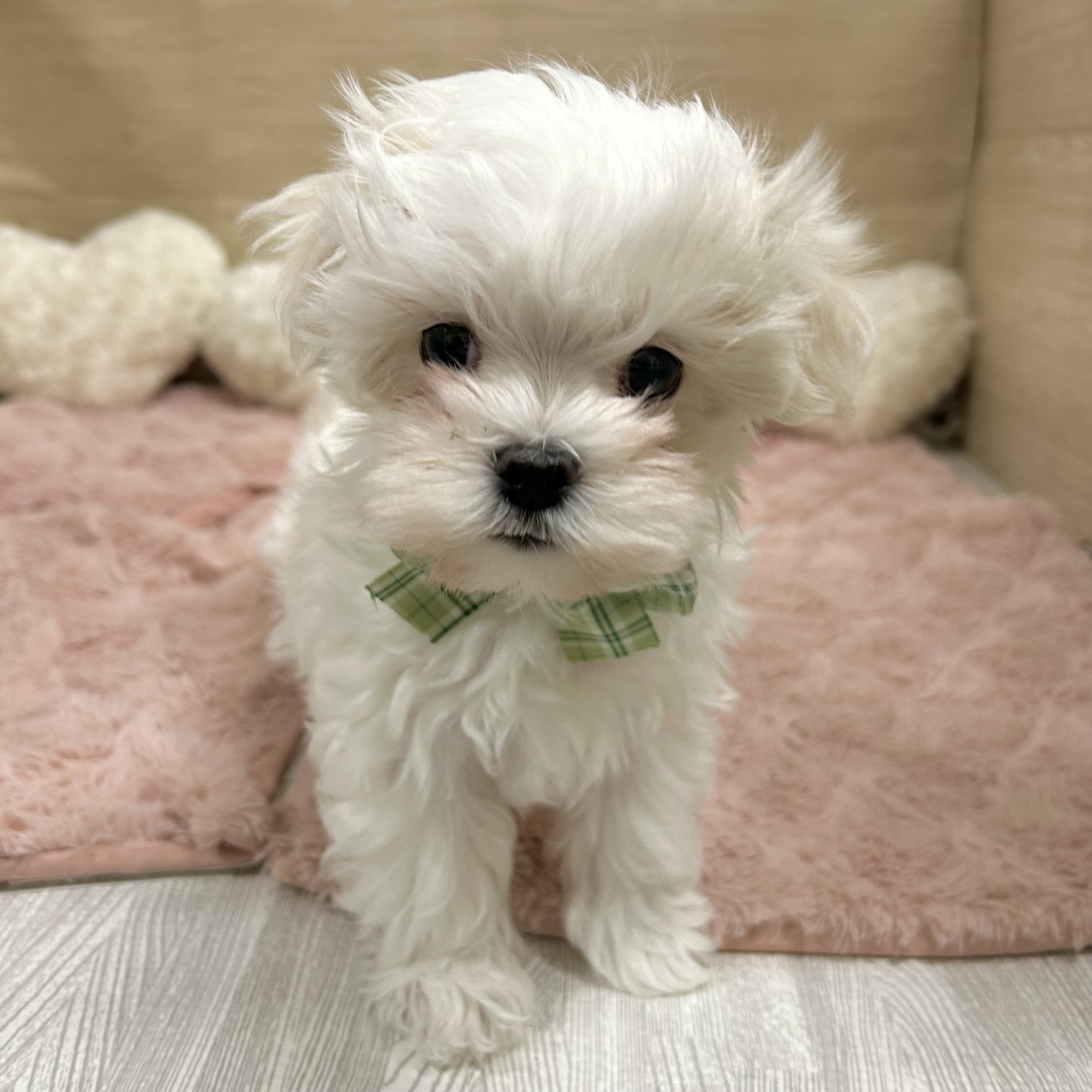 大阪府のマルチーズ (犬の家＆猫の里そよら東岸和田店/2025年10月31日生まれ/男の子/ホワイト)の子犬の4枚目の画像