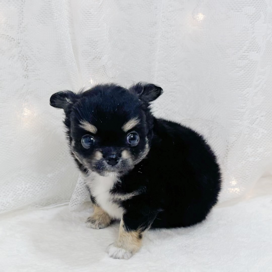 千葉県のチワワ(ロング) (犬の家＆猫の里BIGHOPガーデンモール印西店/2026年4月28日生まれ/男の子/ブラックタンホワイト)の子犬の4枚目の画像