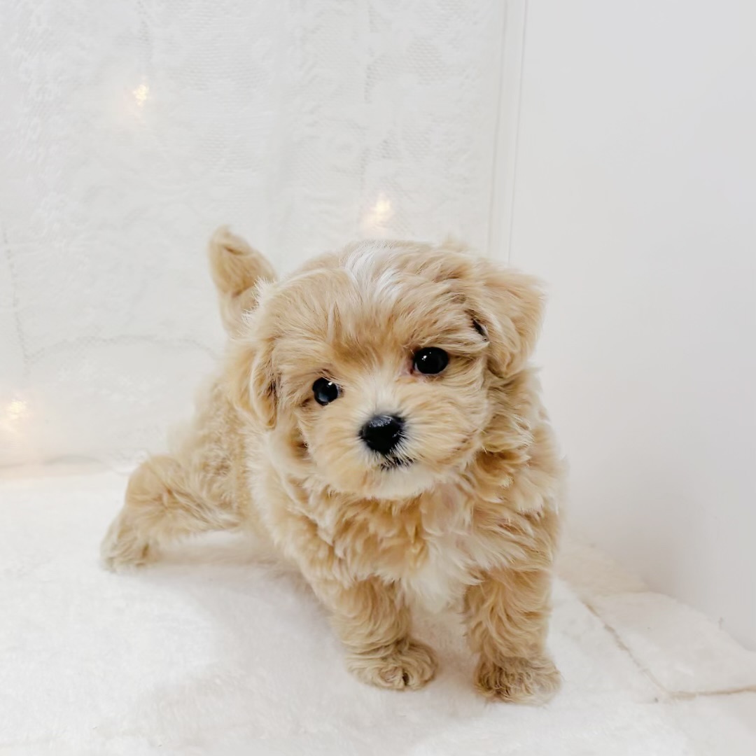 千葉県のマルプー(マルチーズ×プードル) (犬の家＆猫の里BIGHOPガーデンモール印西店/2026年4月28日生まれ/女の子/アプリコット)の子犬の4枚目の画像
