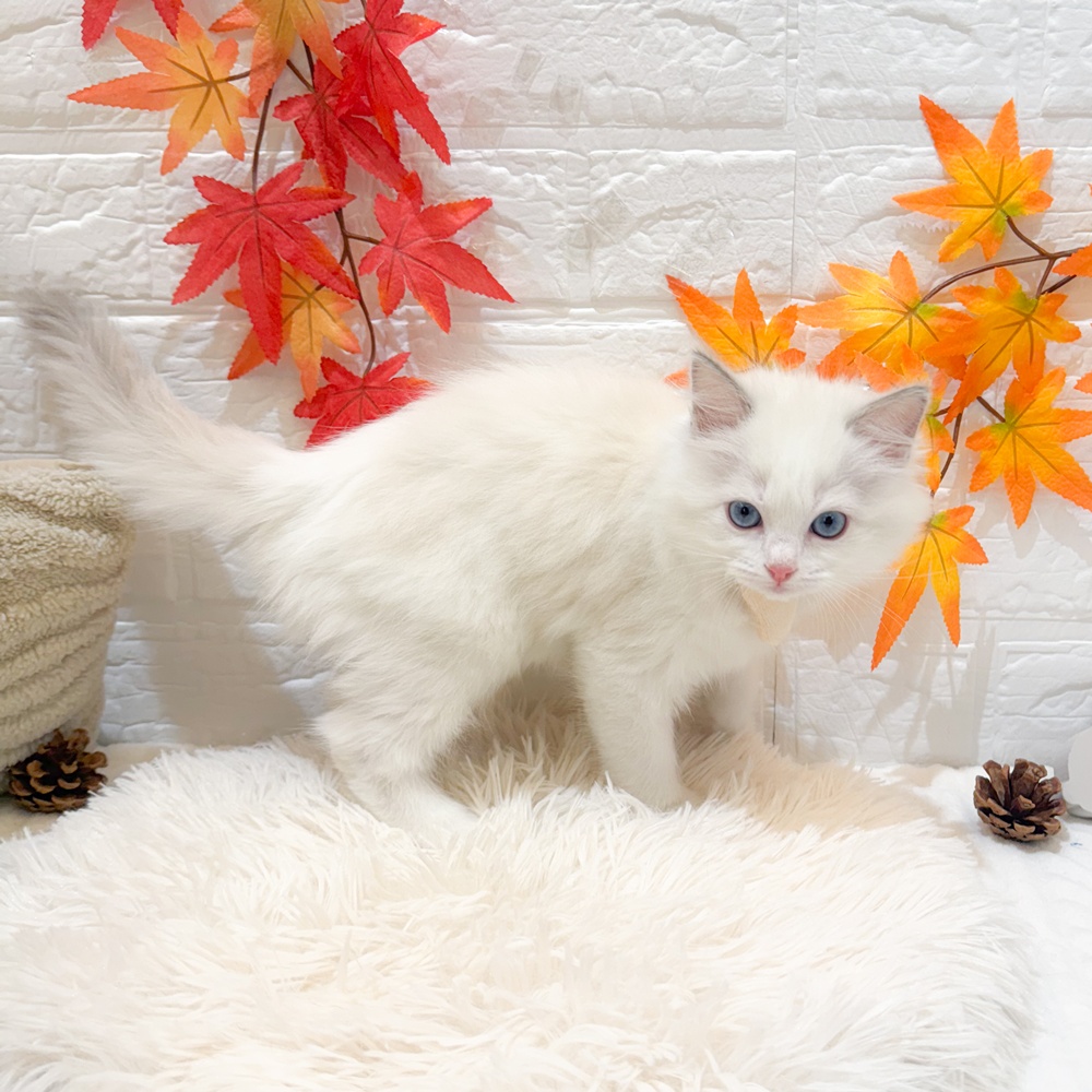 静岡県のラグドール (犬の家＆猫の里富士店/2025年9月14日生まれ/女の子/ブルーポイントバイカラー)の子猫の4枚目の画像