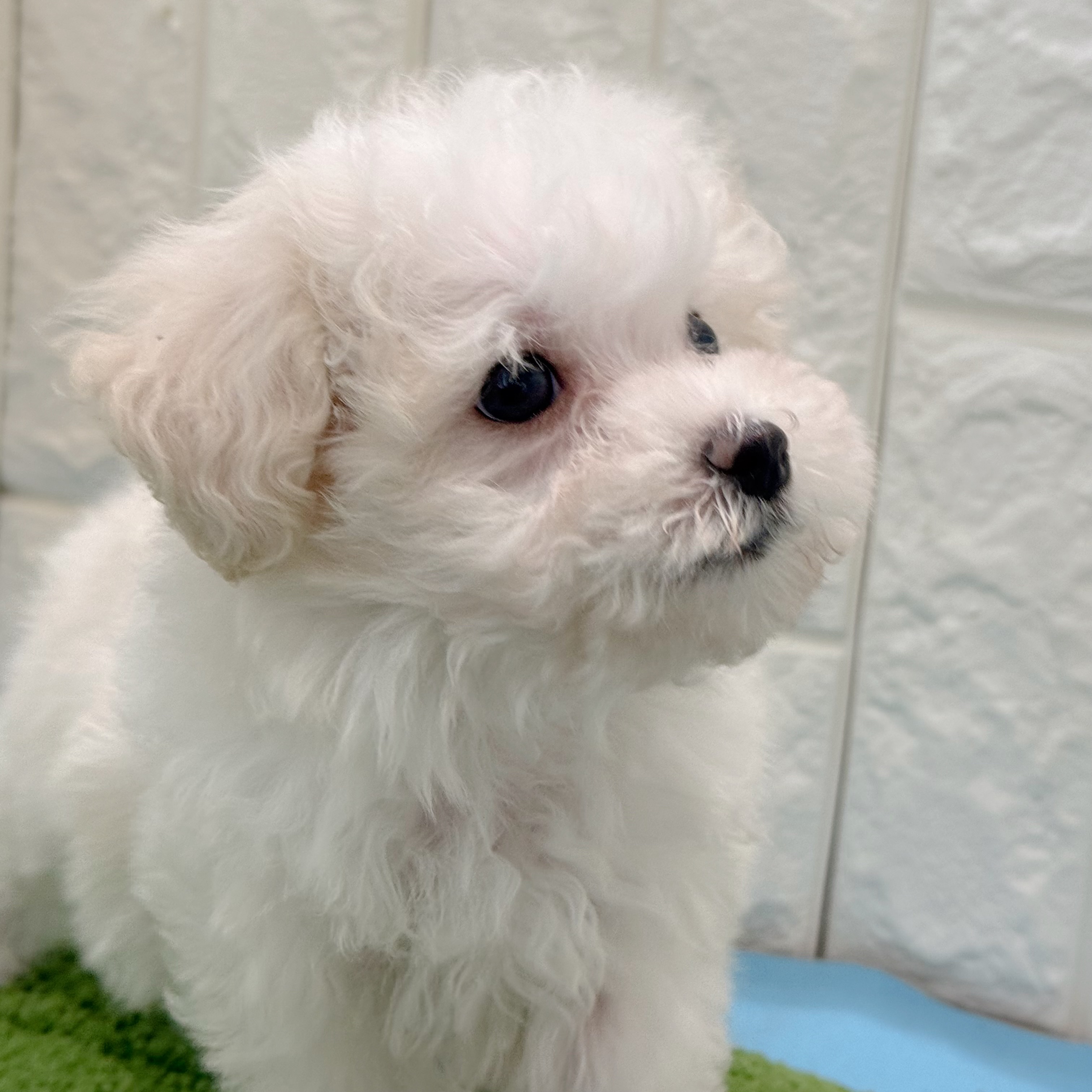 岡山県のマルプー(マルチーズ×プードル) (犬の家＆猫の里倉敷店/2026年4月12日生まれ/男の子/ホワイト)の子犬の4枚目の画像