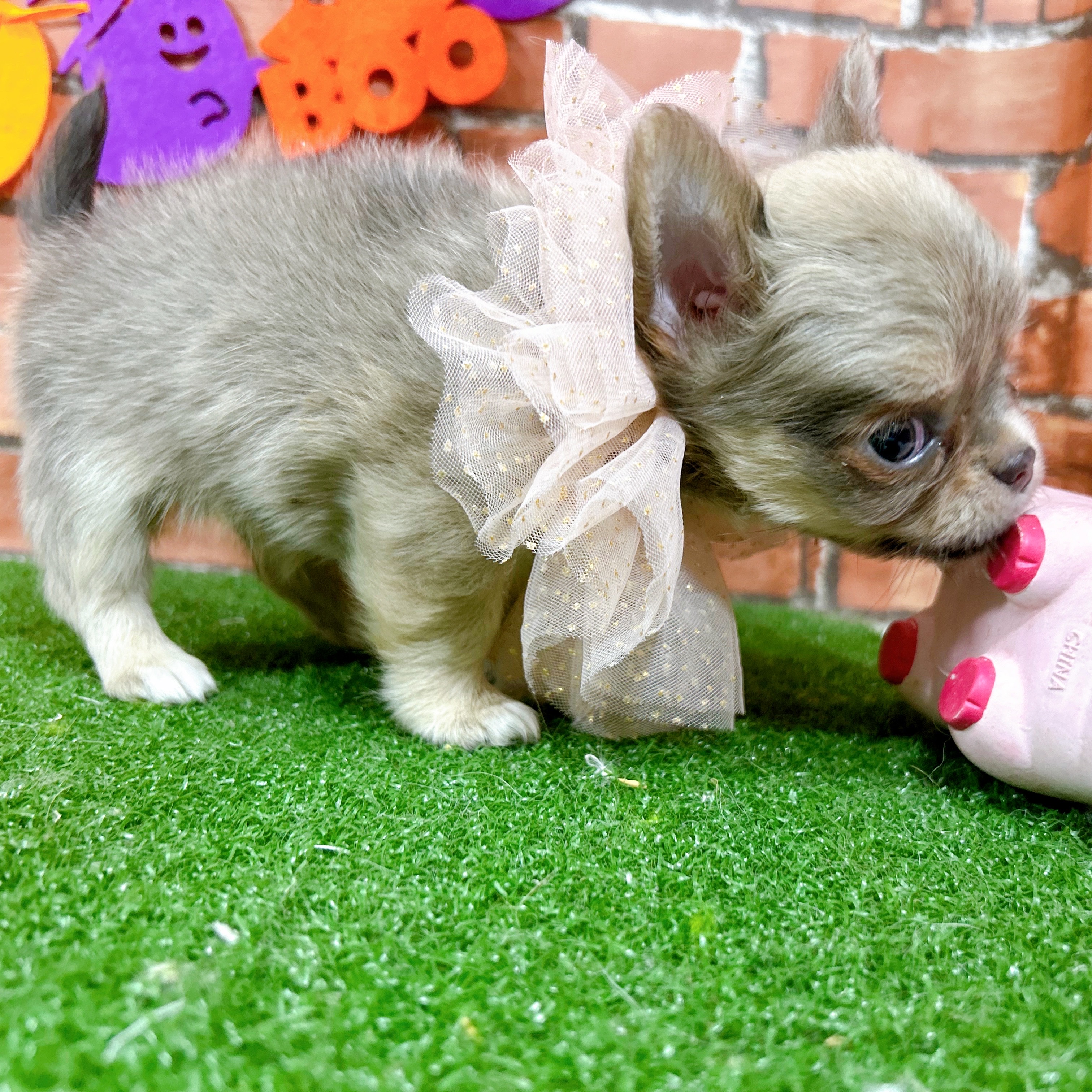 神奈川県のチワワ(ロング) (犬の家＆猫の里小田原店/2025年9月2日生まれ/男の子/ブルーフォーンホワイト)の子犬の4枚目の画像
