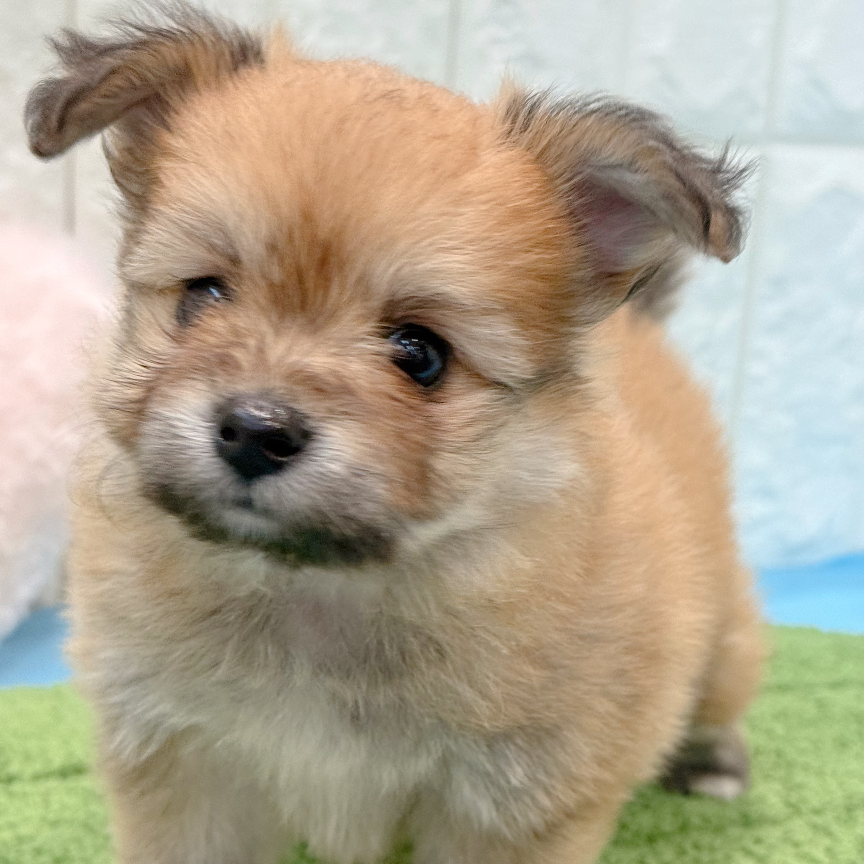 岡山県のポメビション(ポメラニアン×ビションフリーゼ) (犬の家＆猫の里倉敷店/2026年4月9日生まれ/女の子/オレンジ)の子犬の4枚目の画像