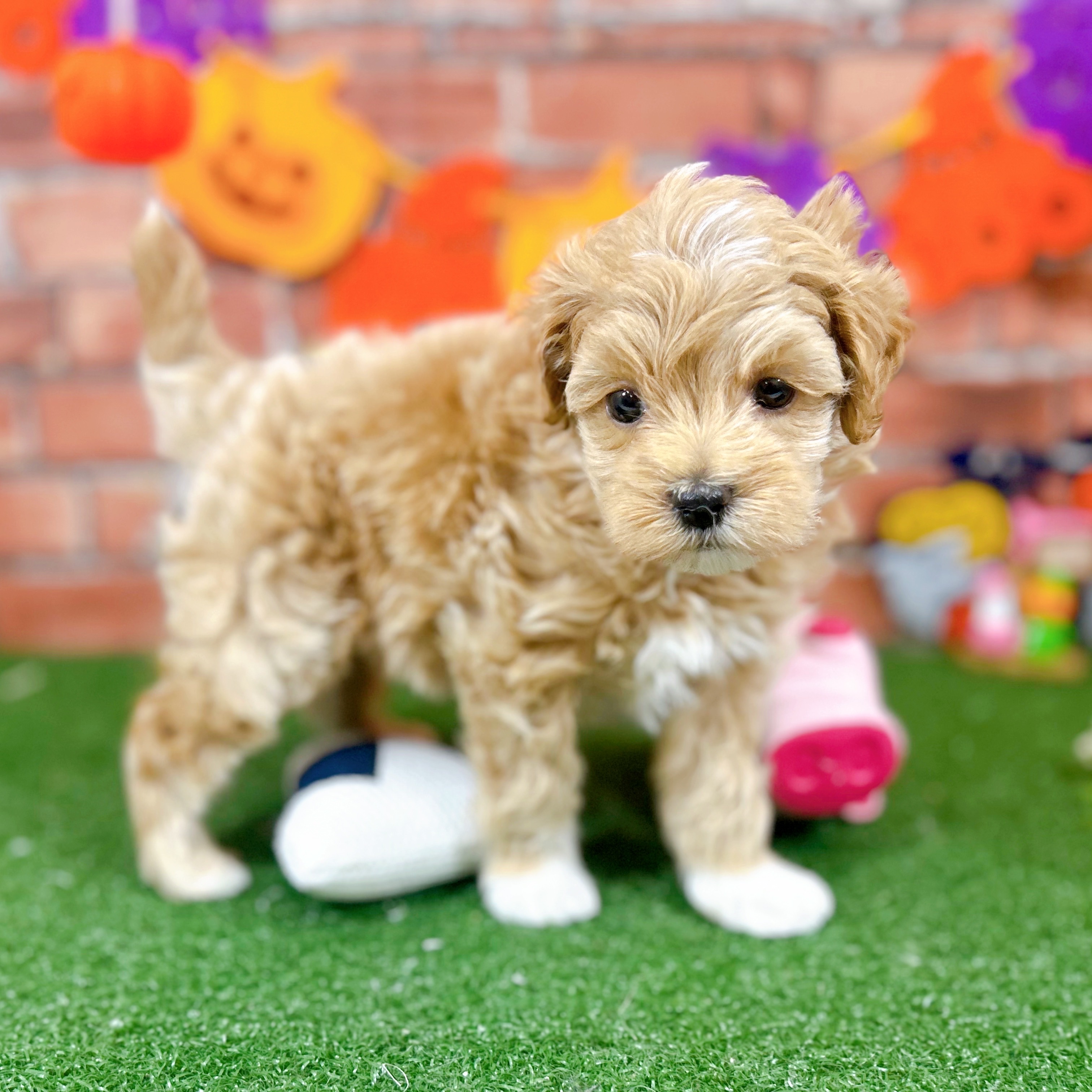 神奈川県のマルプー(マルチーズ×プードル) (犬の家＆猫の里小田原店/2025年8月31日生まれ/男の子/アプリコット)の子犬の1枚目の画像