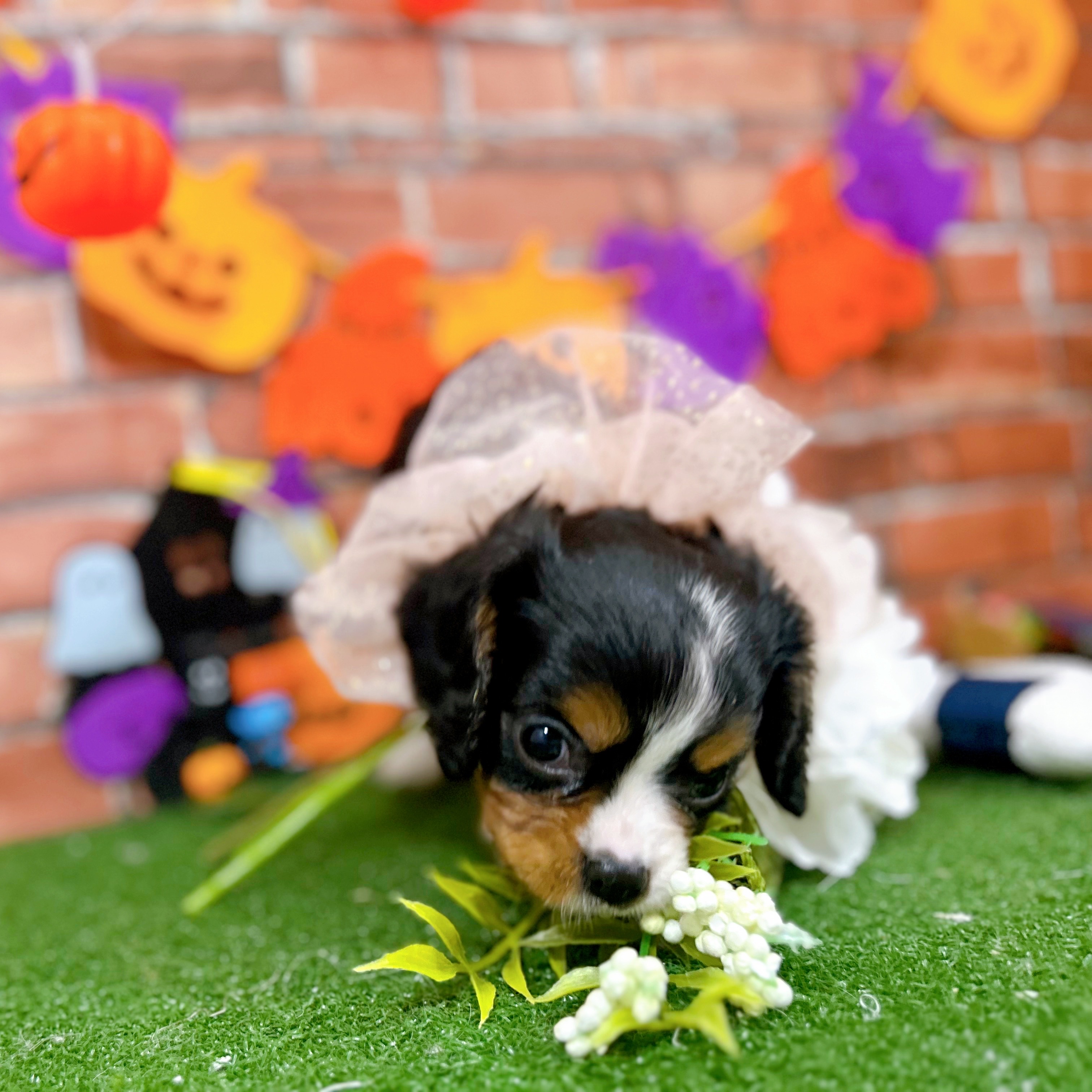 神奈川県のキャバリアキングチャールズスパニエル (犬の家＆猫の里小田原店/2025年9月1日生まれ/男の子/トライカラー)の子犬の4枚目の画像