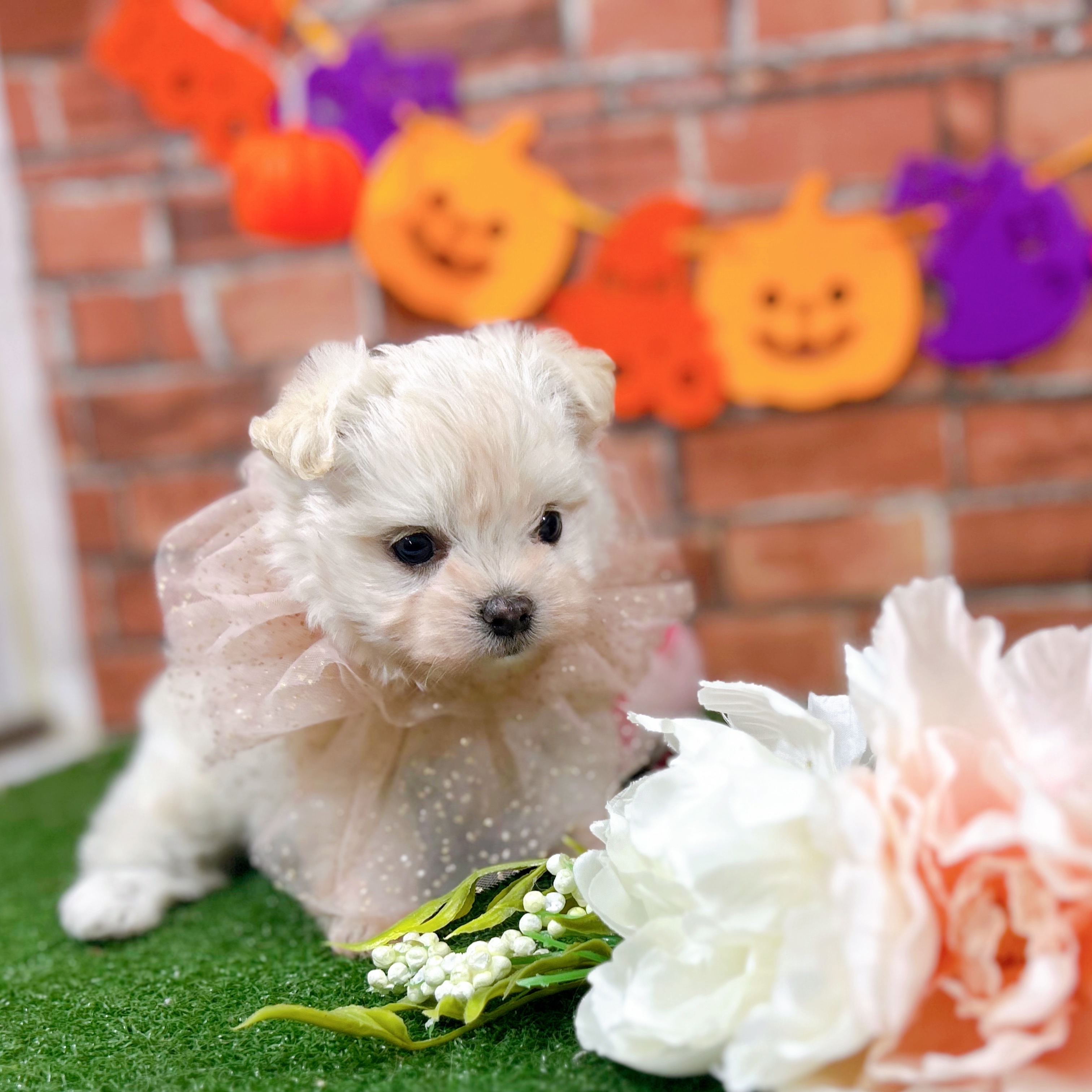 神奈川県のチワマル/マルチワ(チワワ×マルチーズ) (犬の家＆猫の里小田原店/2025年9月2日生まれ/女の子/クリーム)の子犬の4枚目の画像