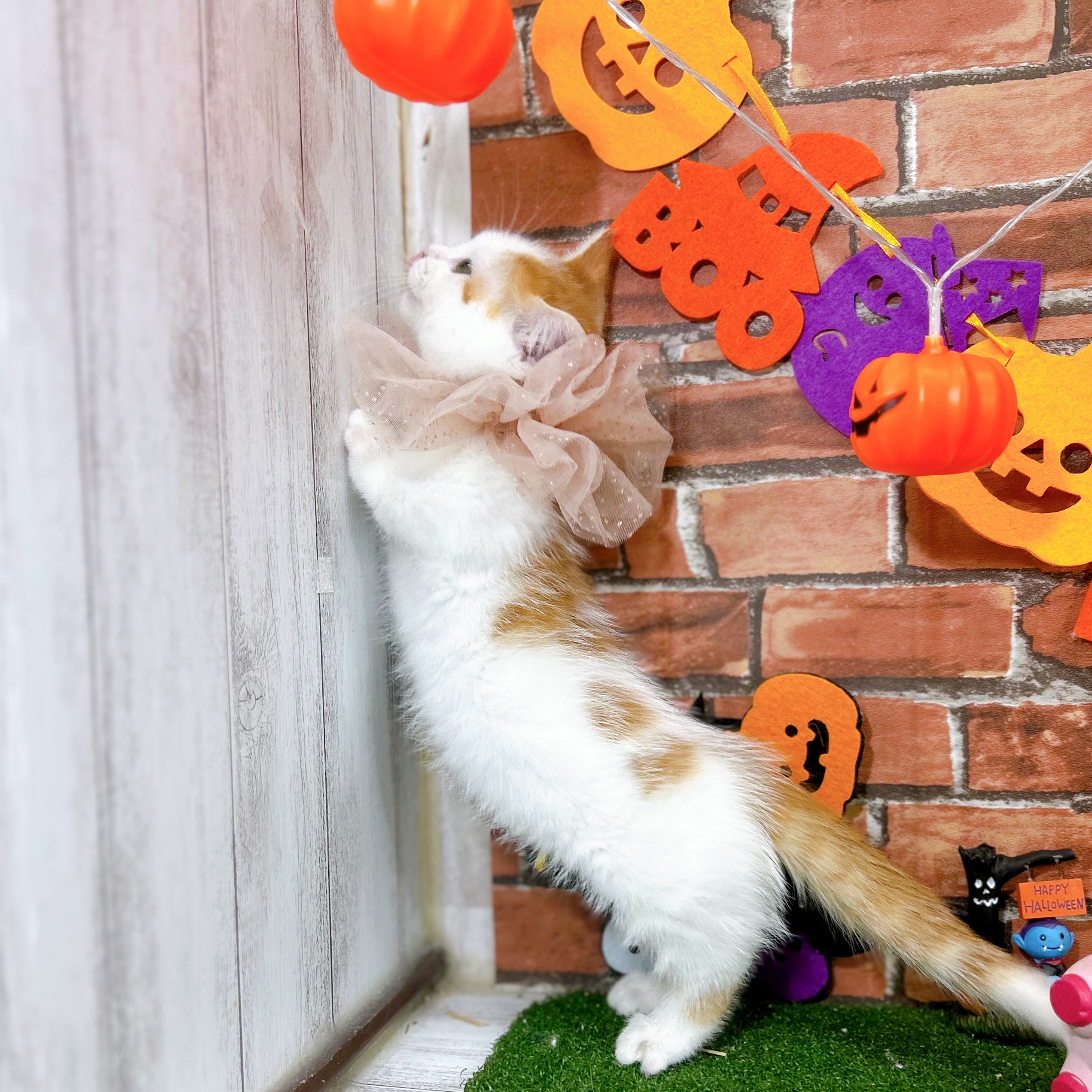 神奈川県のマンチカン (犬の家＆猫の里小田原店/2025年9月1日生まれ/男の子/レッドタビーホワイト)の子猫の4枚目の画像