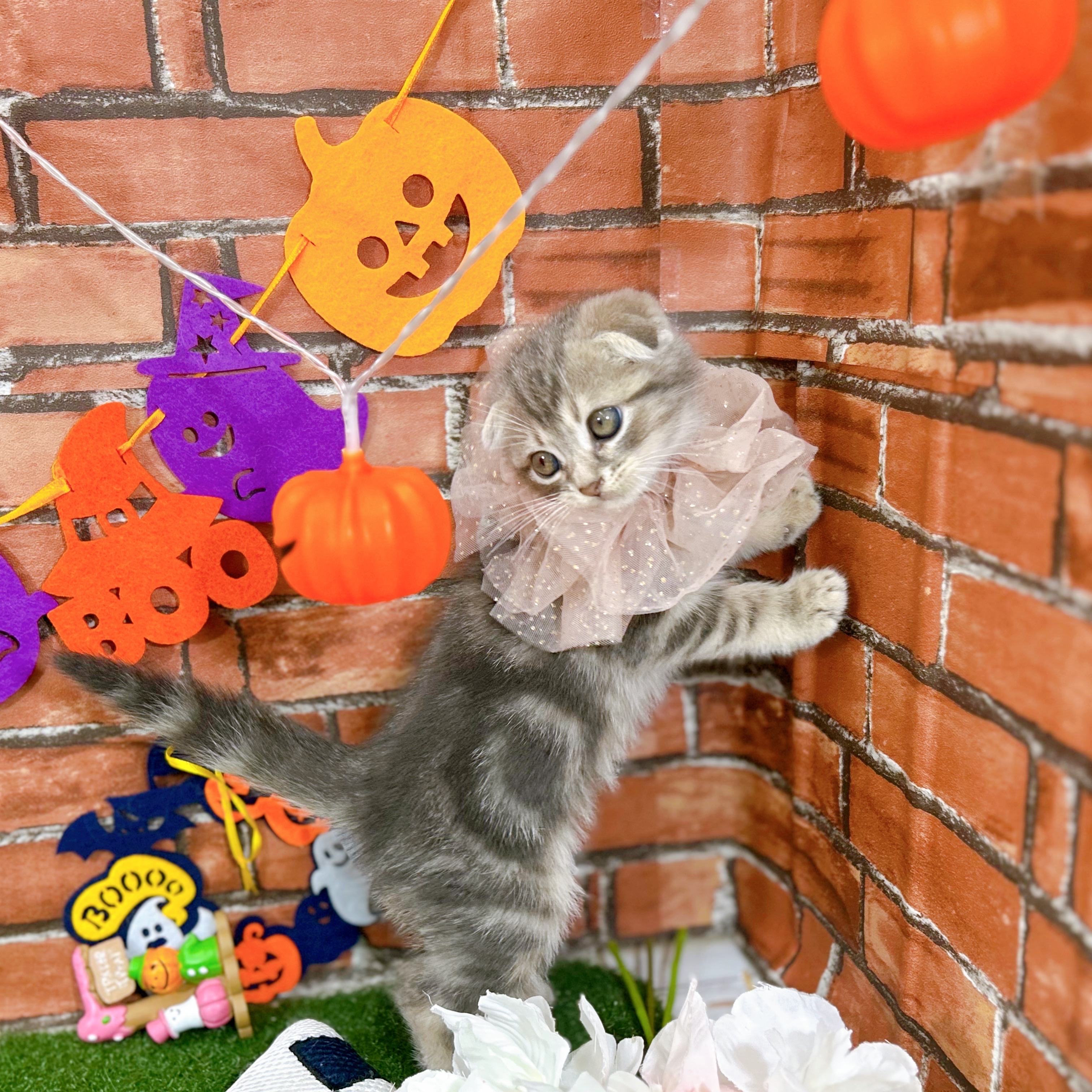 神奈川県のスコティッシュフォールド (犬の家＆猫の里小田原店/2025年9月2日生まれ/男の子/ブルータビー)の子猫の4枚目の画像