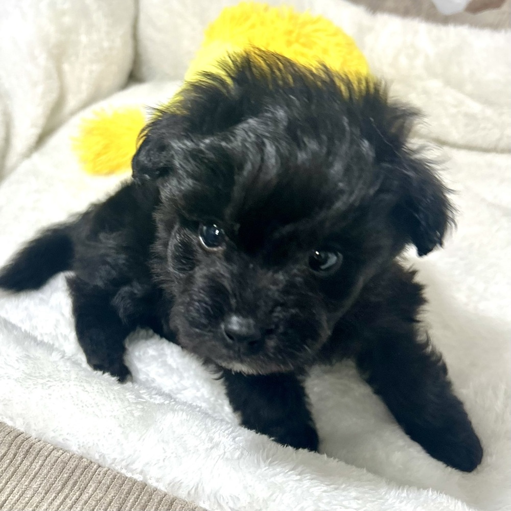 兵庫県のポメプー(ポメラニアン×プードル) (犬の家＆猫の里ニッケパークタウン加古川店/2025年12月18日生まれ/男の子/ブラック)の子犬の4枚目の画像