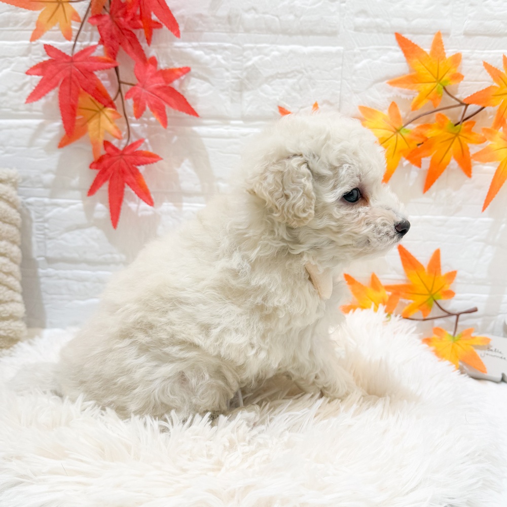 静岡県のトイプードル(トイ) (犬の家＆猫の里富士店/2025年9月14日生まれ/男の子/ホワイト)の子犬の4枚目の画像