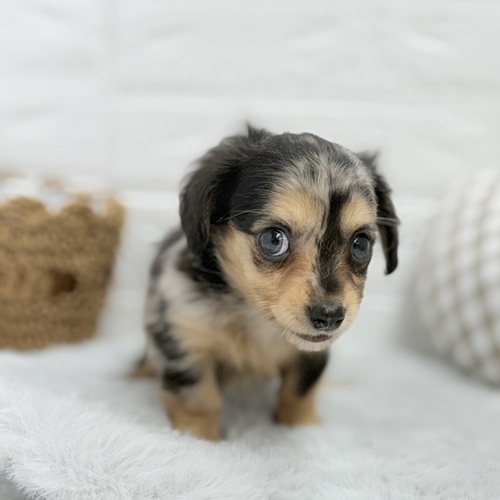 愛知県のチワックス(チワワ×ダックス) (犬の家＆猫の里豊川インター店/2025年6月30日生まれ/男の子/シルバーダップル)の子犬の4枚目の画像