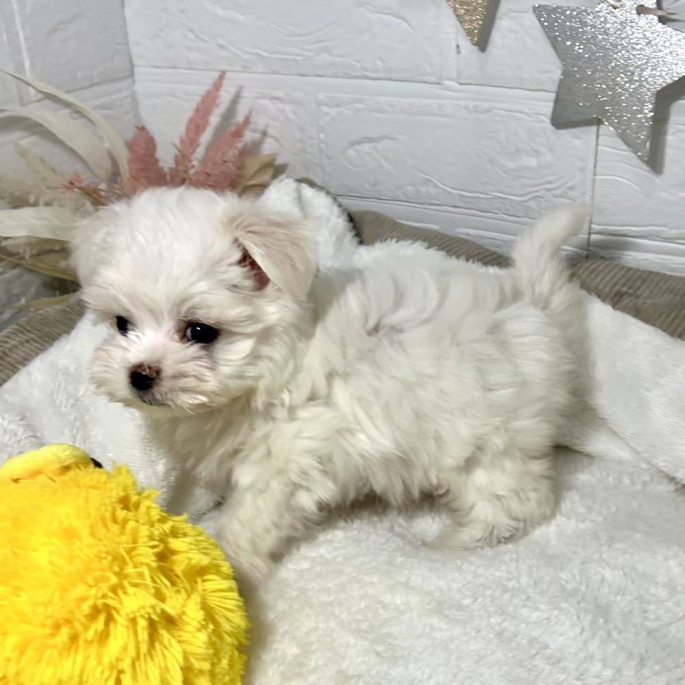 兵庫県のマルチーズ (犬の家＆猫の里ニッケパークタウン加古川店/2025年12月18日生まれ/男の子/ホワイト)の子犬の4枚目の画像