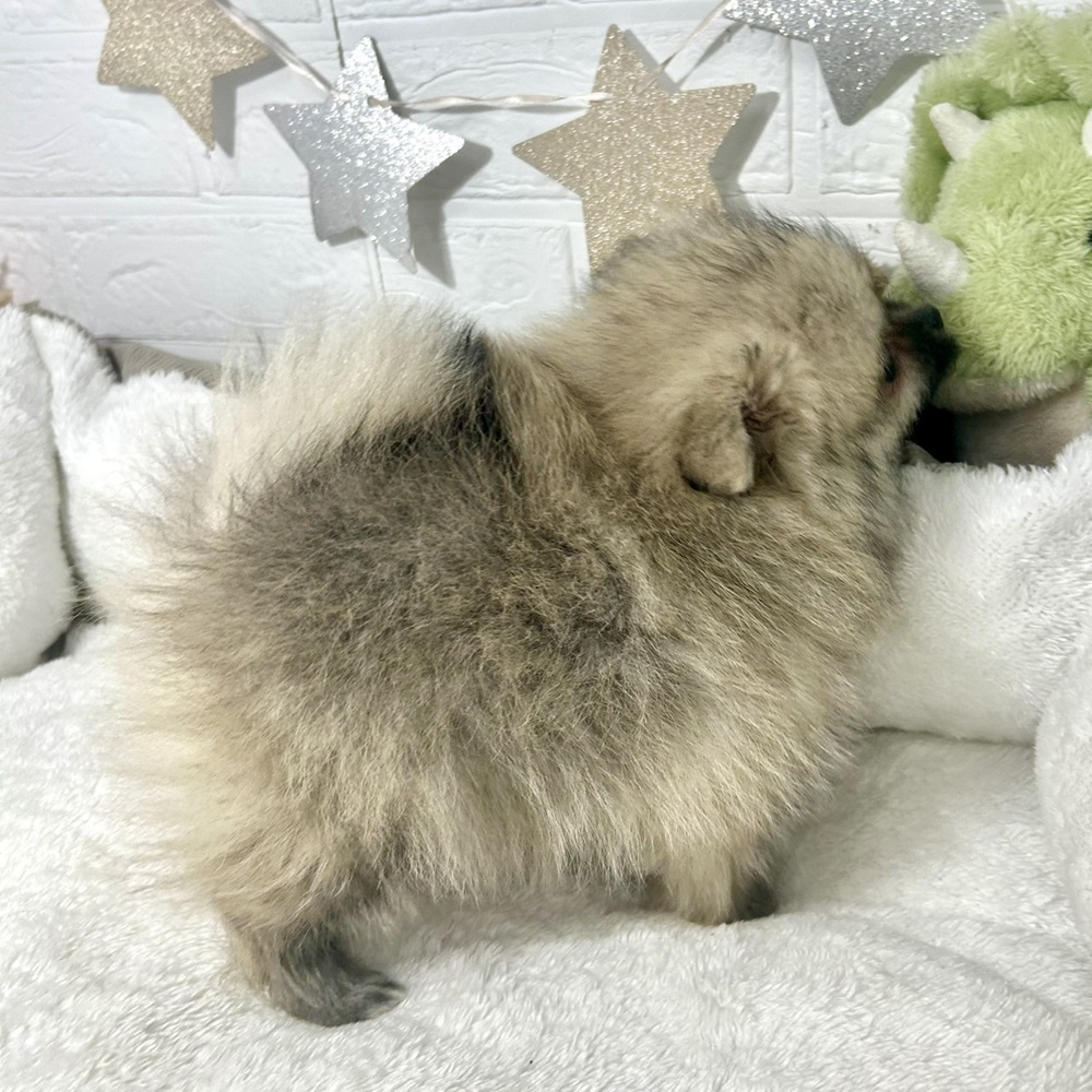 兵庫県のポメラニアン (犬の家＆猫の里ニッケパークタウン加古川店/2025年12月17日生まれ/女の子/ウルフセーブル)の子犬の4枚目の画像