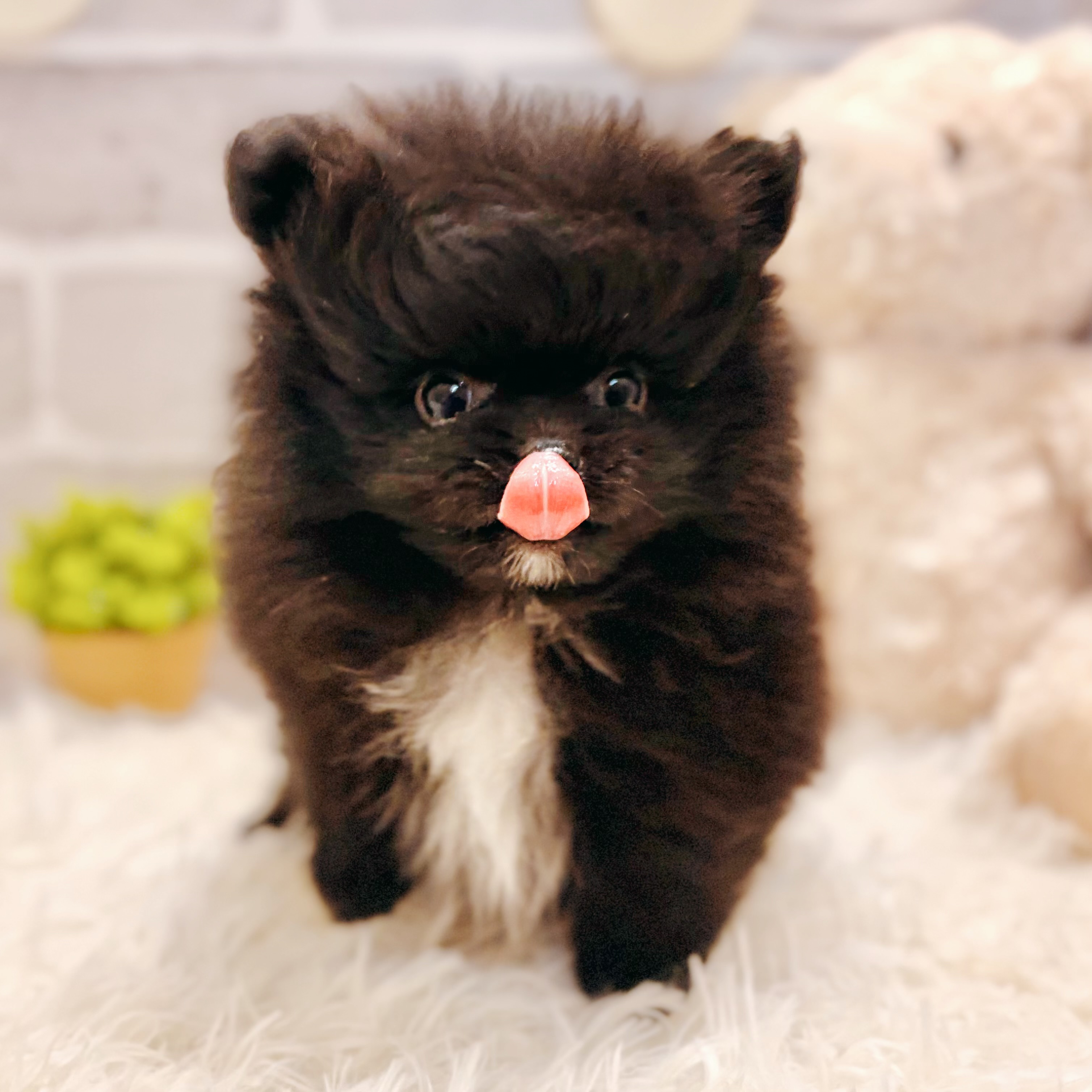 兵庫県のポメラニアン (犬の家＆猫の里神戸店/2026年3月7日生まれ/男の子/ブラック)の子犬の4枚目の画像