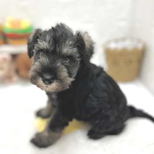 愛知県のミニチュアシュナウザー (犬の家＆猫の里豊川インター店/2026年7月17日生まれ/男の子/ソルトペッパー)の子犬の4枚目の画像