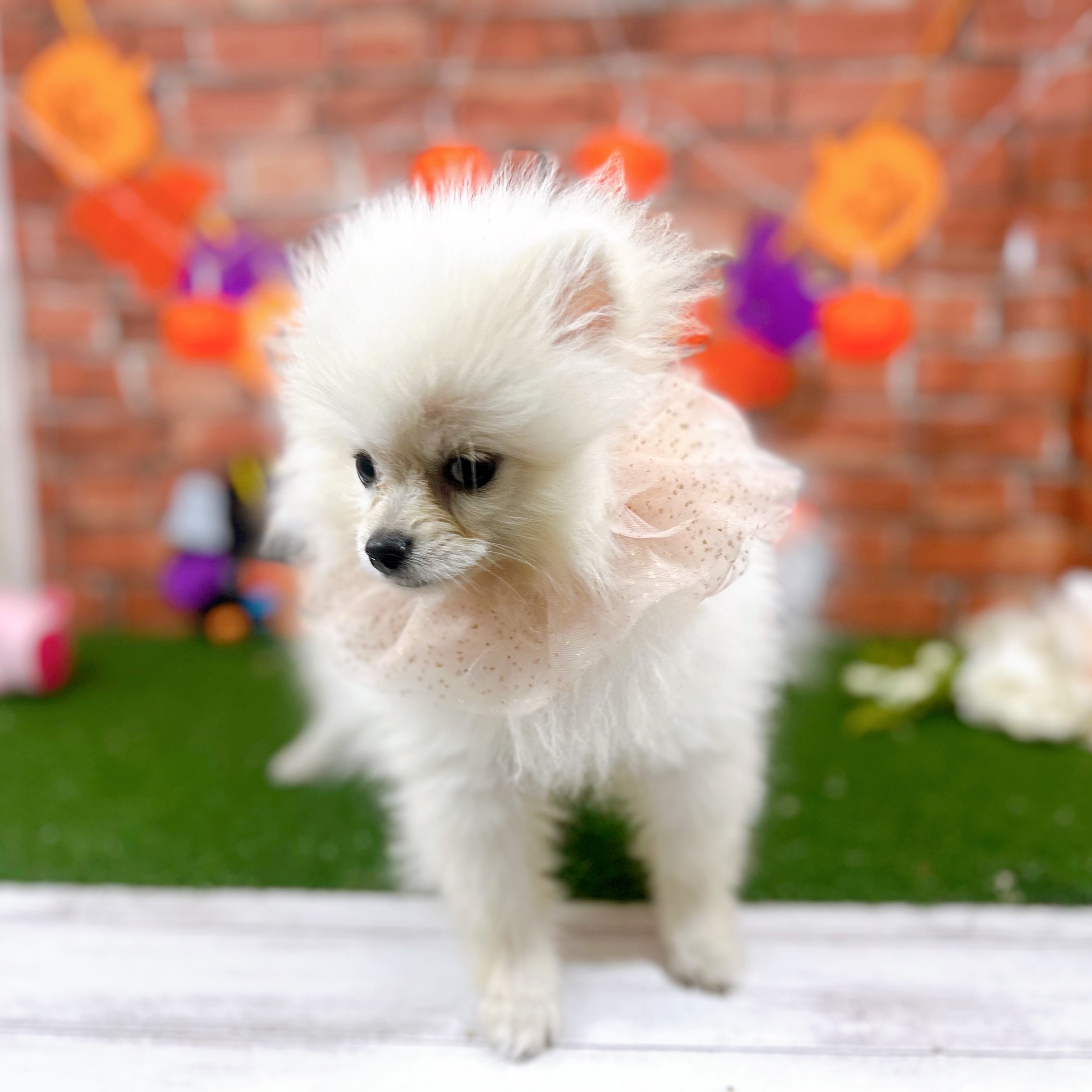 神奈川県のポメラニアン (犬の家＆猫の里小田原店/2025年7月5日生まれ/男の子/クリーム)の子犬の4枚目の画像