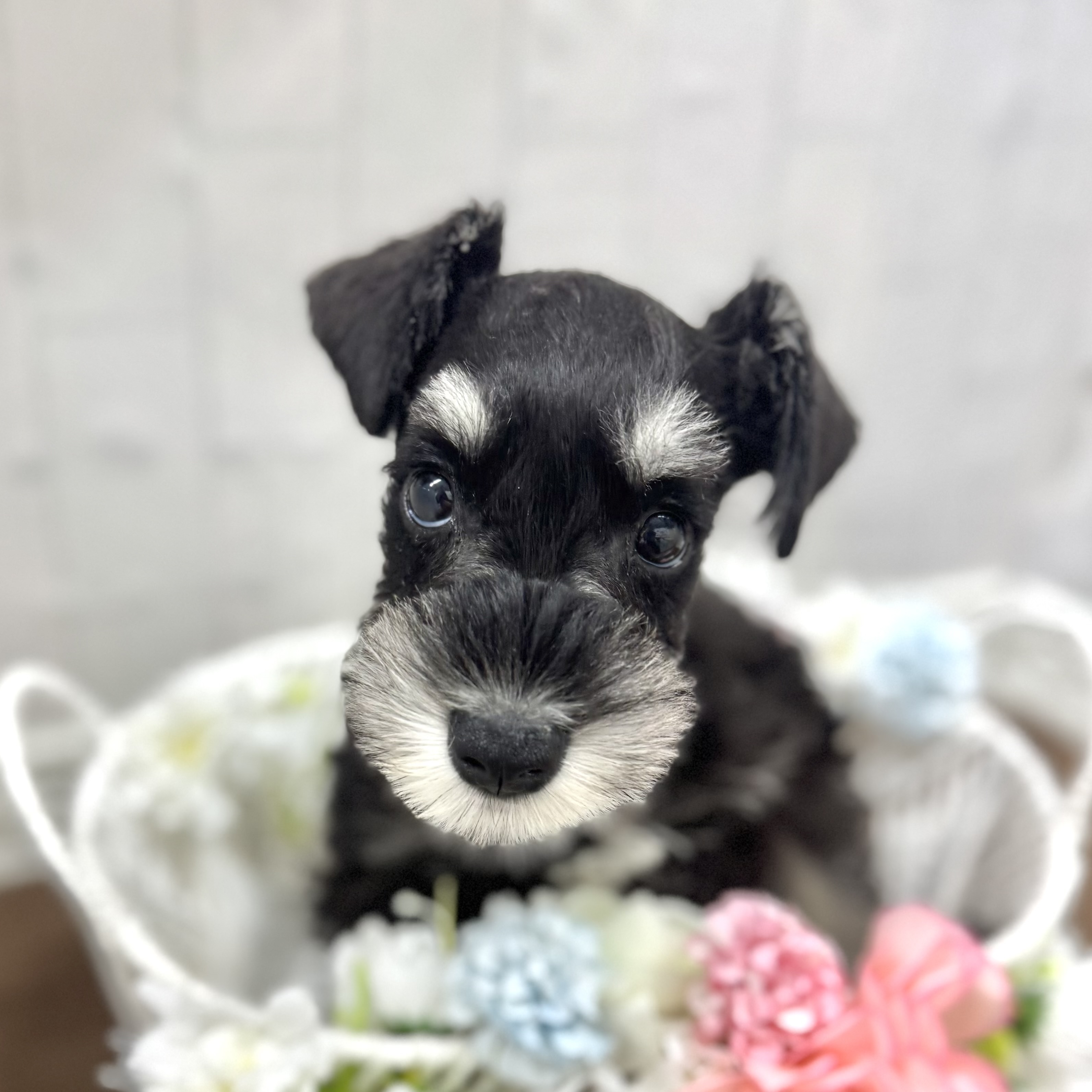 石川県のミニチュアシュナウザー (犬の家＆猫の里アミーゴ金沢有松店/2026年2月7日生まれ/男の子/ブラックシルバー)の子犬の4枚目の画像