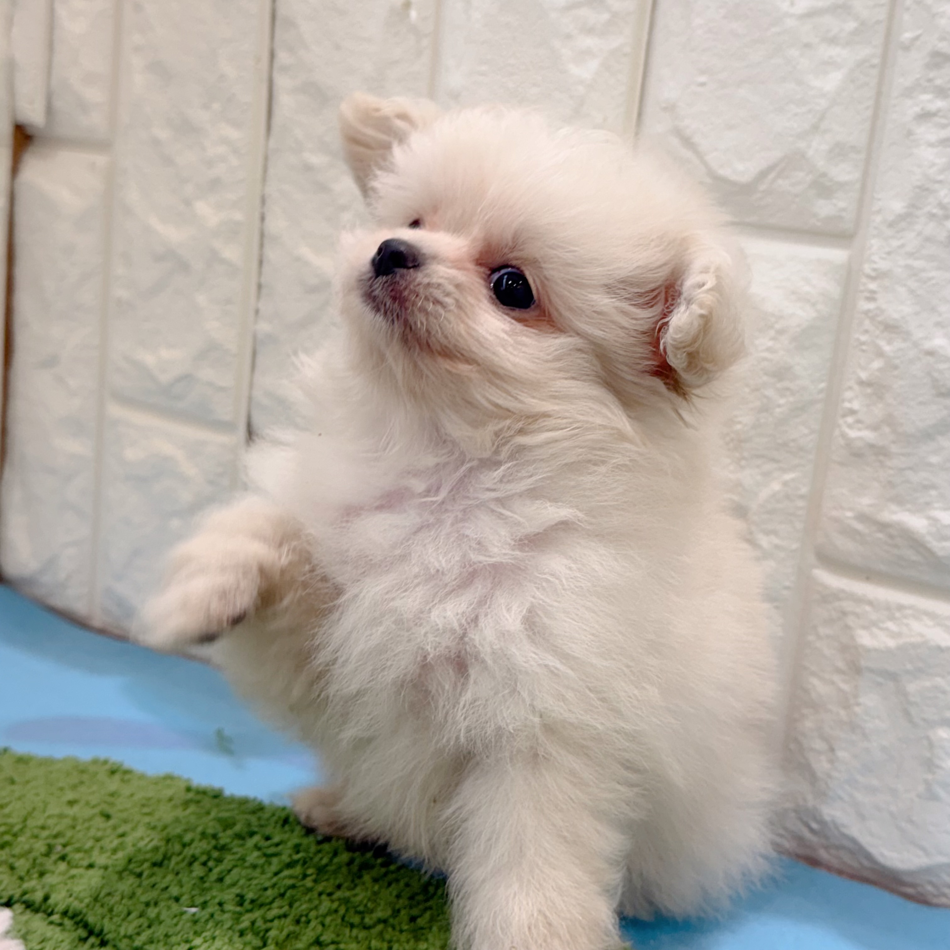岡山県のポメプー(ポメラニアン×プードル) (犬の家＆猫の里倉敷店/2026年4月12日生まれ/女の子/クリーム)の子犬の4枚目の画像