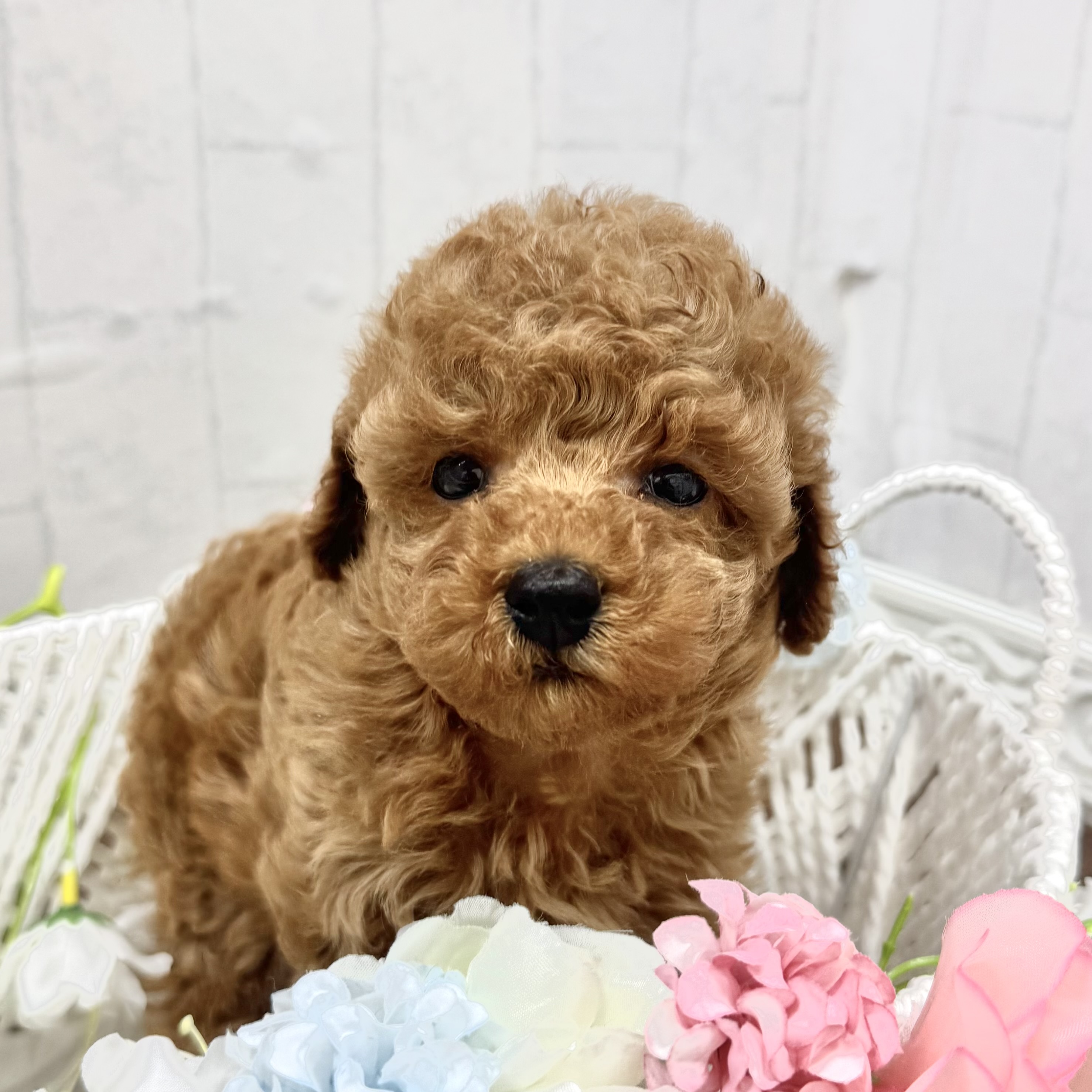 石川県のトイプードル(トイ) (犬の家＆猫の里アミーゴ金沢有松店/2026年2月10日生まれ/女の子/レッド)の子犬の4枚目の画像