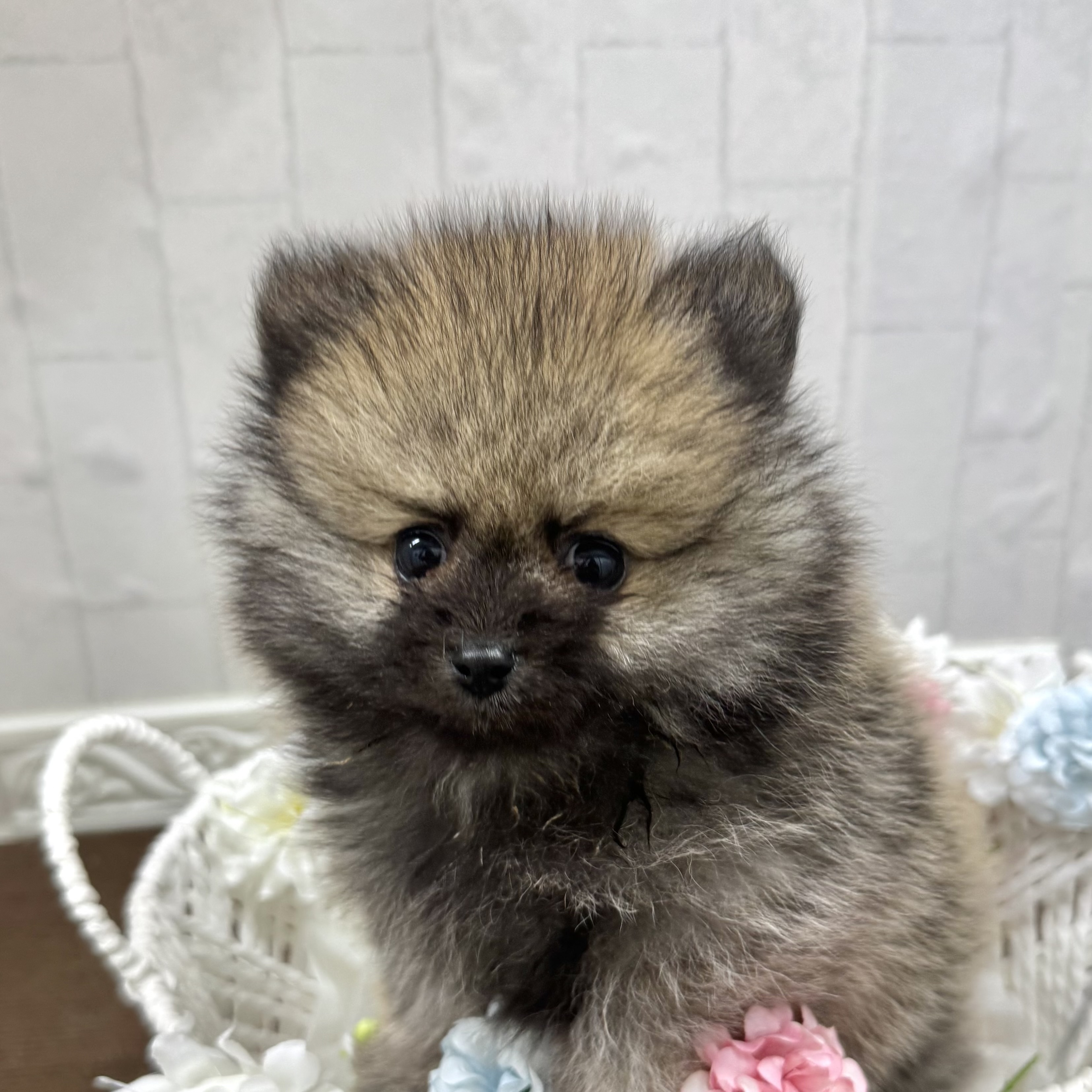 石川県のポメラニアン (犬の家＆猫の里アミーゴ金沢有松店/2026年2月9日生まれ/女の子/オレンジ)の子犬の4枚目の画像