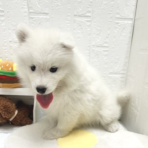 愛知県のサモエド (犬の家＆猫の里豊川インター店/2026年7月21日生まれ/女の子/ホワイト)の子犬の4枚目の画像