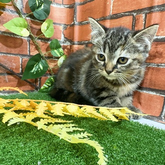 神奈川県のマンチカン (犬の家＆猫の里小田原店/2025年9月23日生まれ/女の子/ブラウンパッチドタビー)の子猫の4枚目の画像