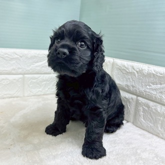 静岡県のアメリカンコッカースパニエル (犬の家＆猫の里マークイズ静岡店/2025年10月12日生まれ/男の子/ブラック)の子犬の4枚目の画像