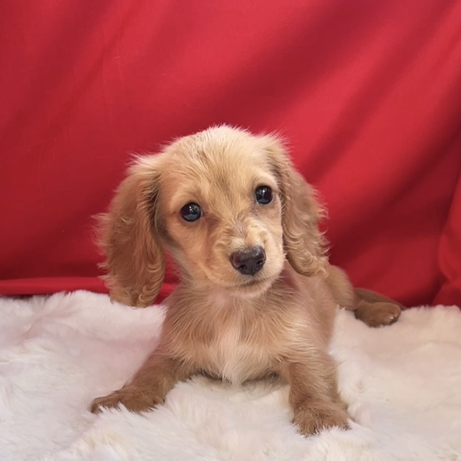 愛知県のミニチュアダックスフンド(ロング) (犬の家＆猫の里愛知刈谷店/2025年5月7日生まれ/女の子/イエロー)の子犬の4枚目の画像