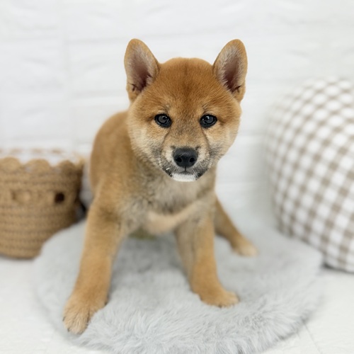 愛知県の柴犬(標準サイズ) (犬の家＆猫の里豊川インター店/2025年7月6日生まれ/男の子/赤)の子犬の4枚目の画像