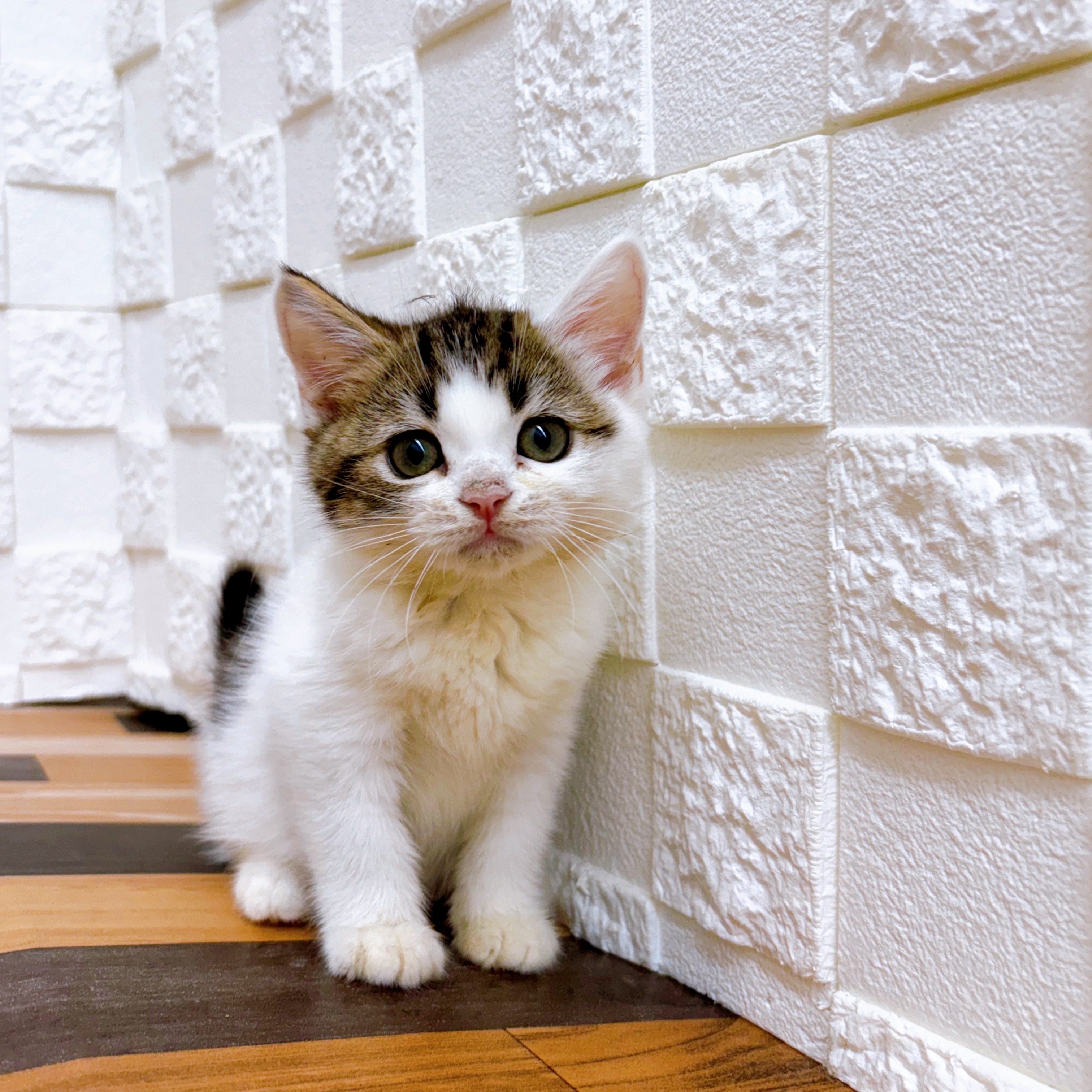 兵庫県のスコティッシュストレート (犬の家＆猫の里尼崎店/2025年5月24日生まれ/男の子/ブラウンタビーホワイト)の子猫