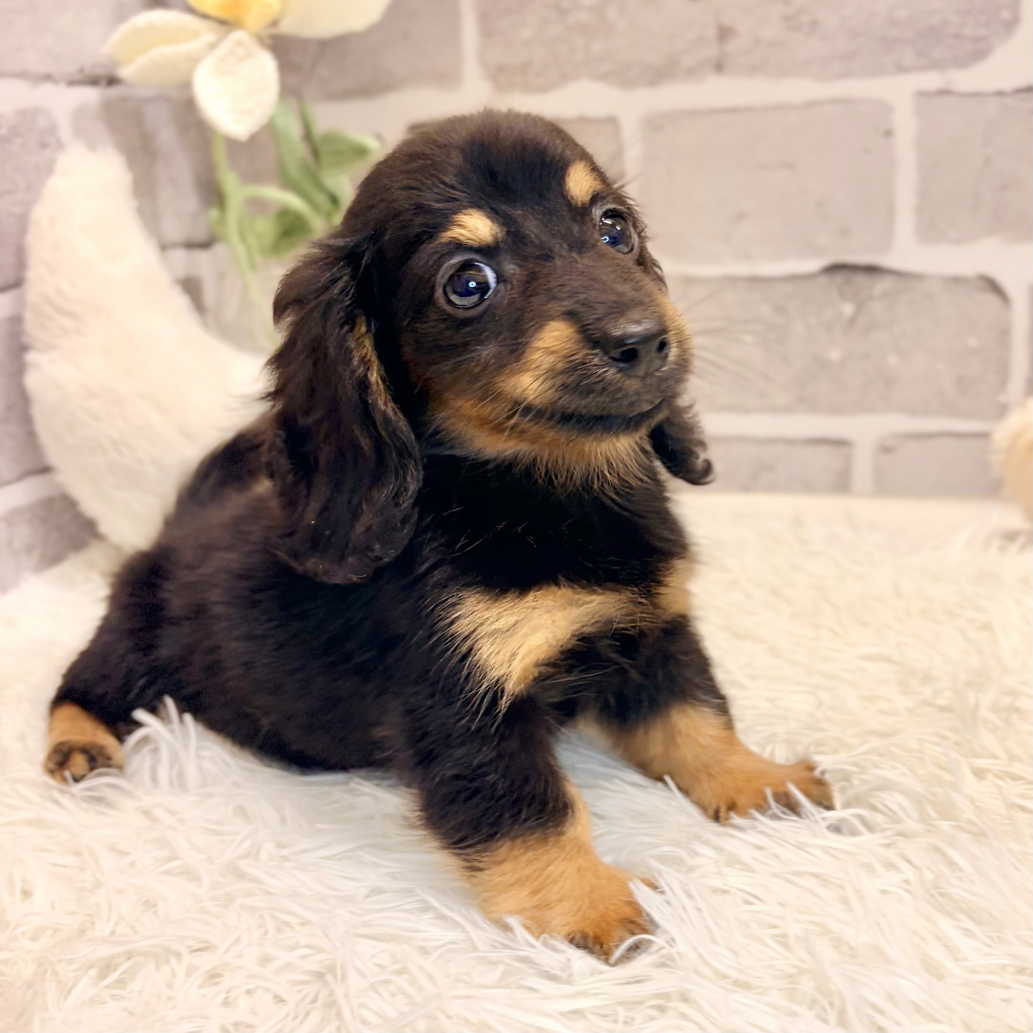 兵庫県のカニンヘンダックスフンド(ロング) (犬の家＆猫の里神戸店/2026年4月16日生まれ/女の子/ブラックタン)の子犬の4枚目の画像